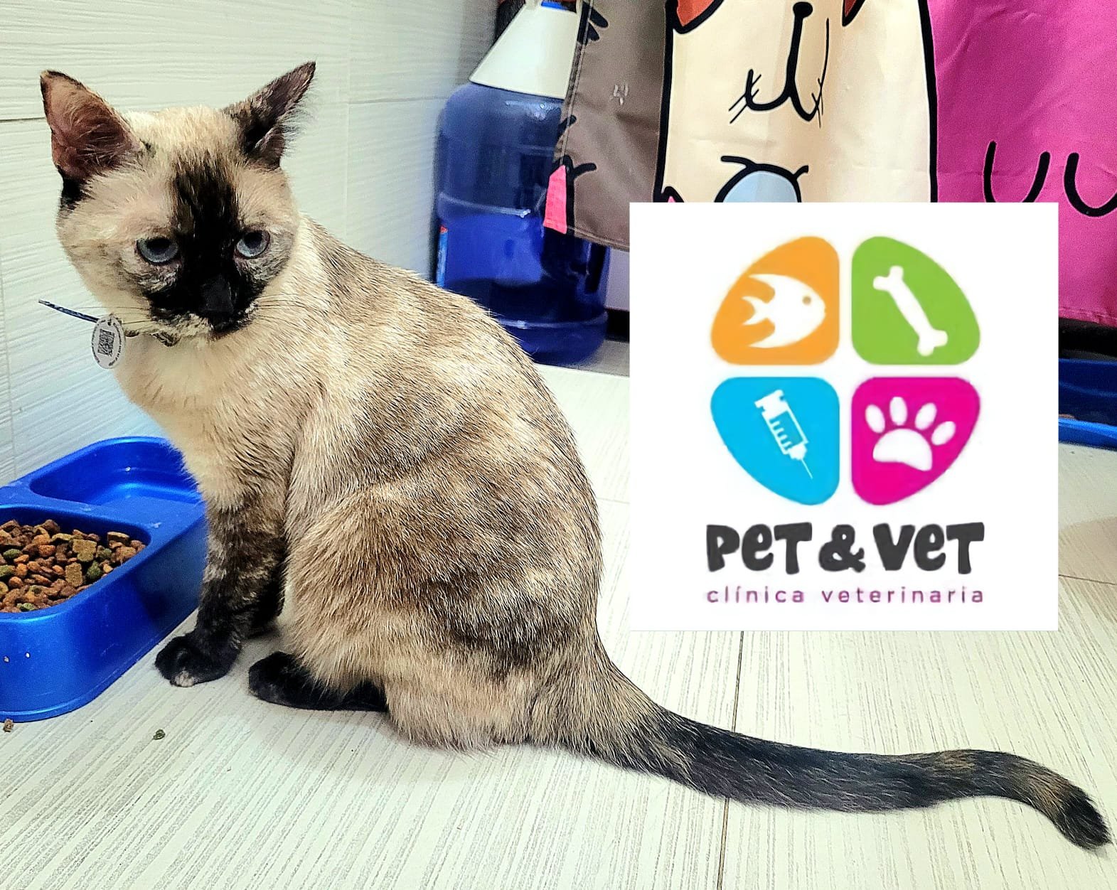 Foto de VIOLET con microchip 990000012835584