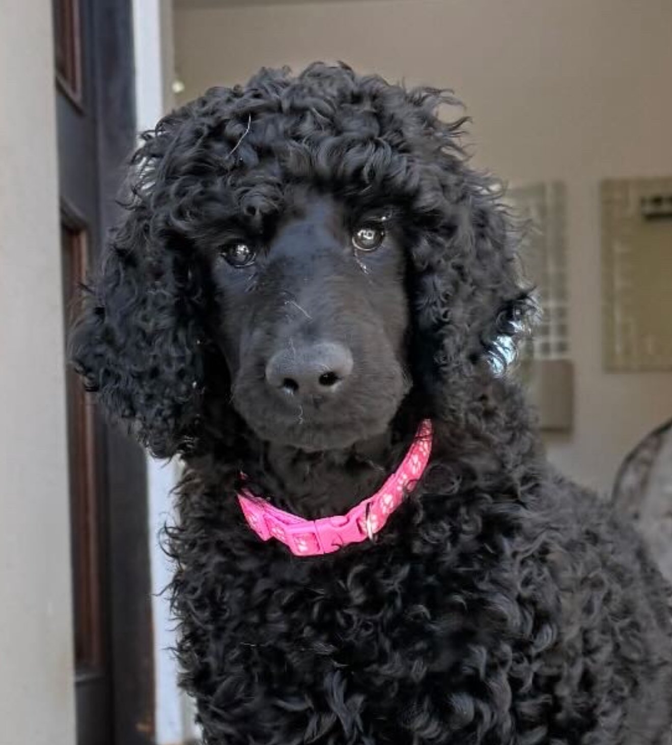 Foto de Noah con microchip 990000012837619