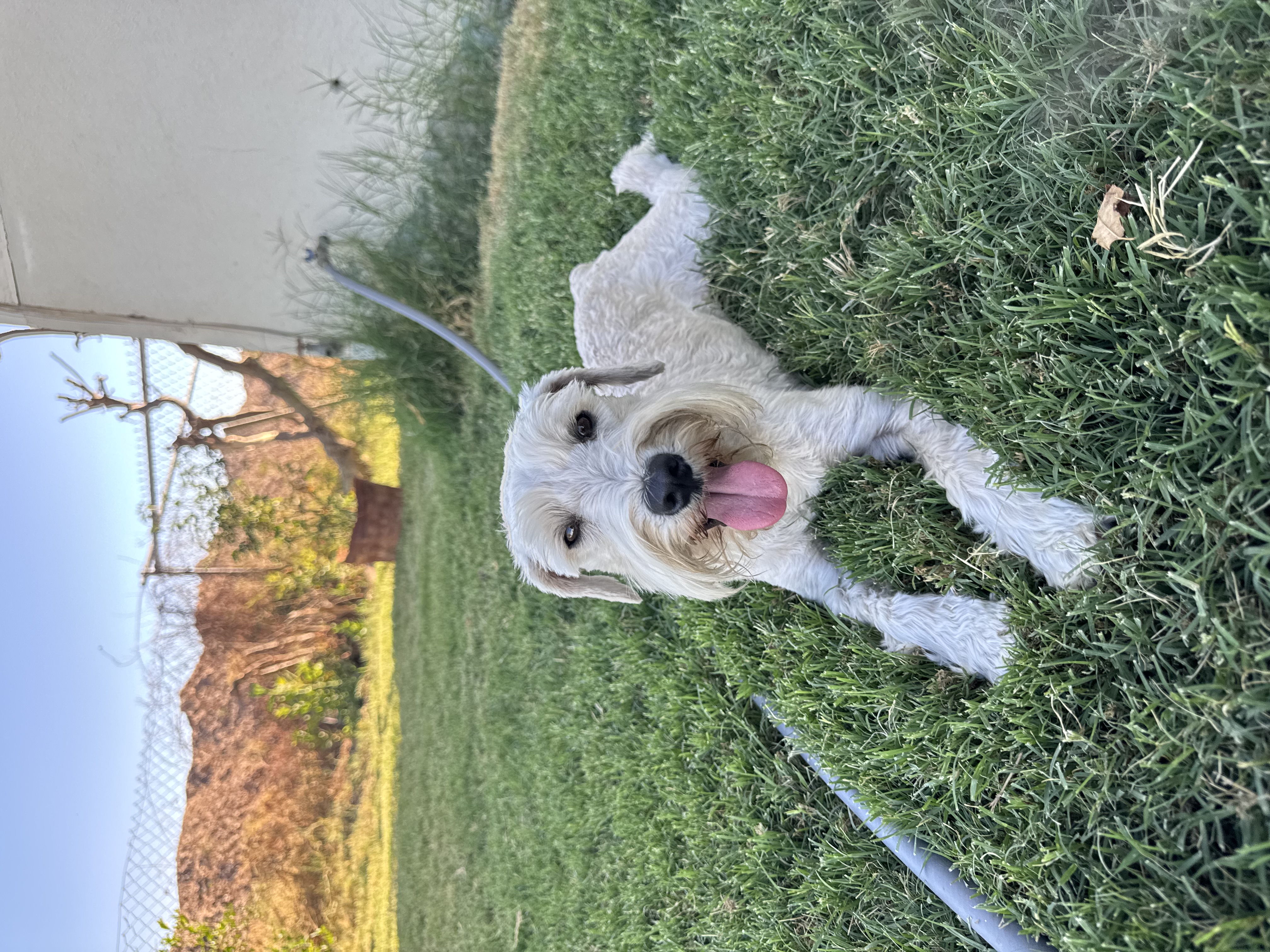 Foto de Kenny con microchip 990000012848696
