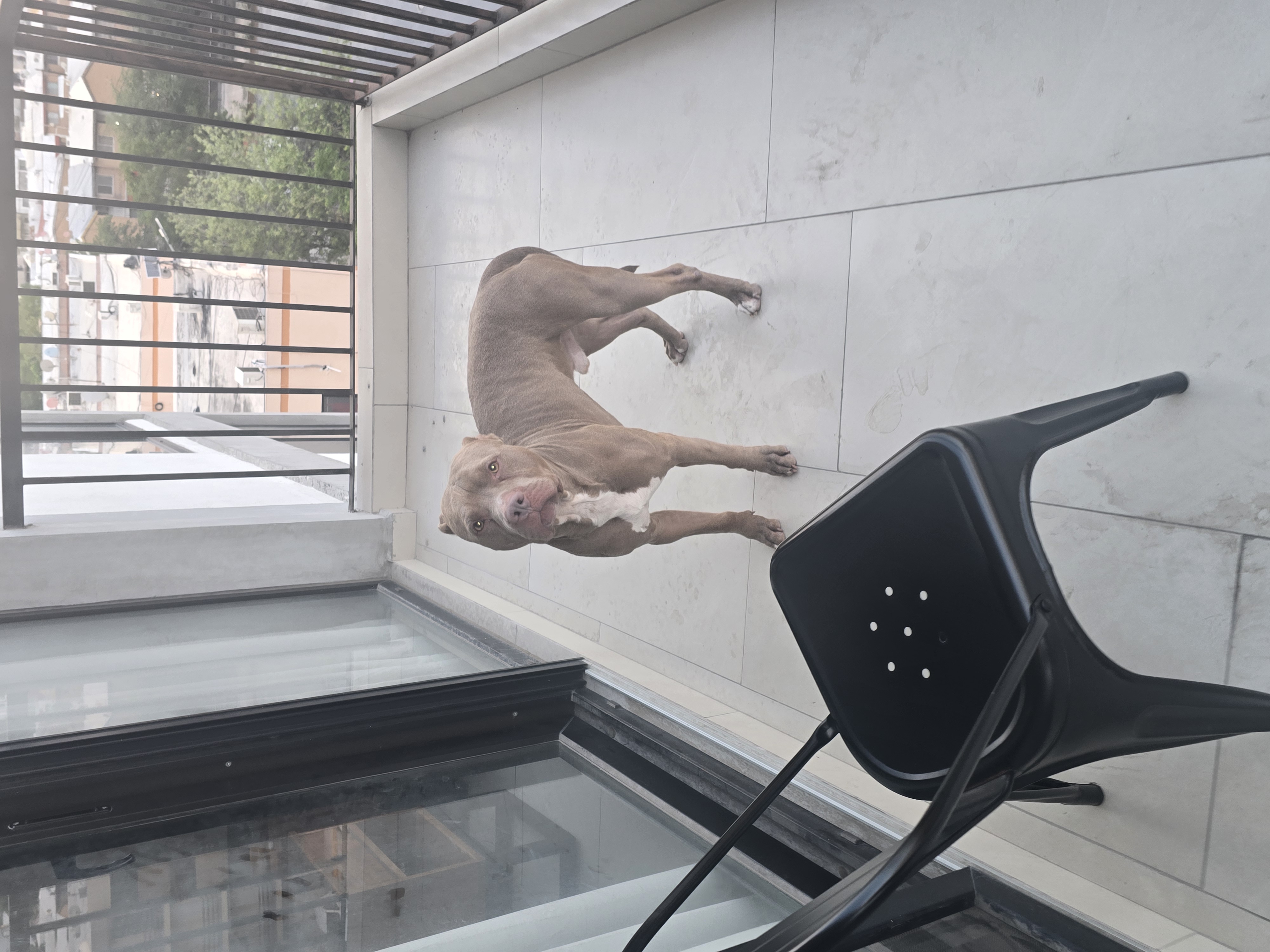 Foto de Zaski/zaza con microchip 990000012838420