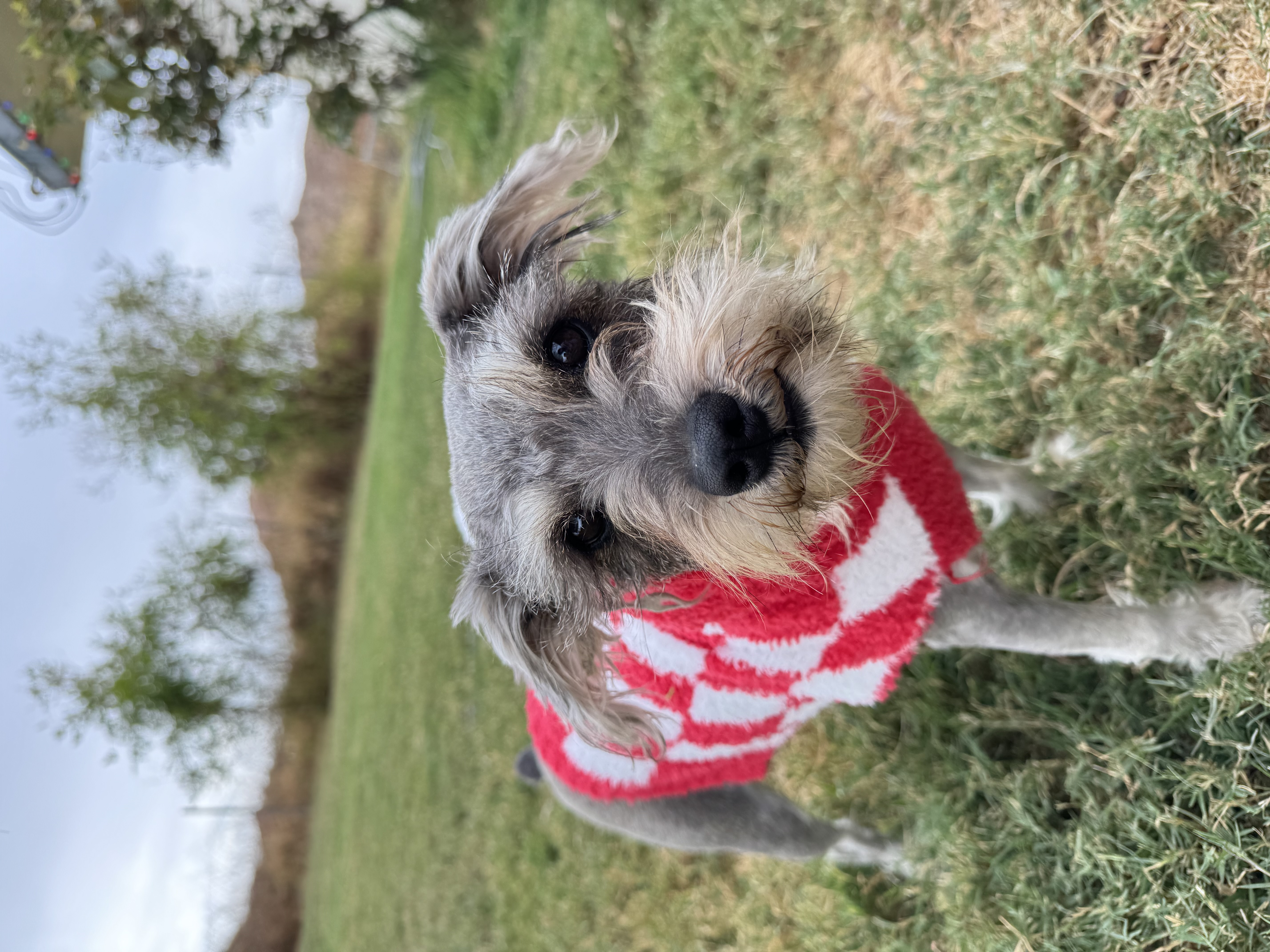 Foto de Mosha con microchip 990000014162118