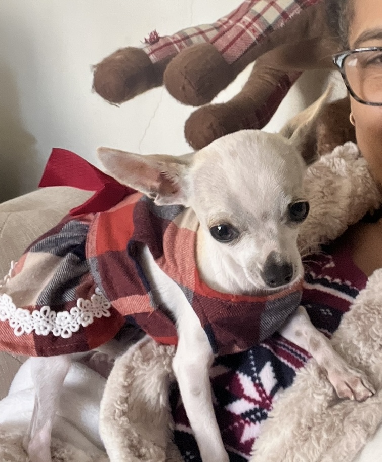 Foto de Lola con microchip 990000014165278