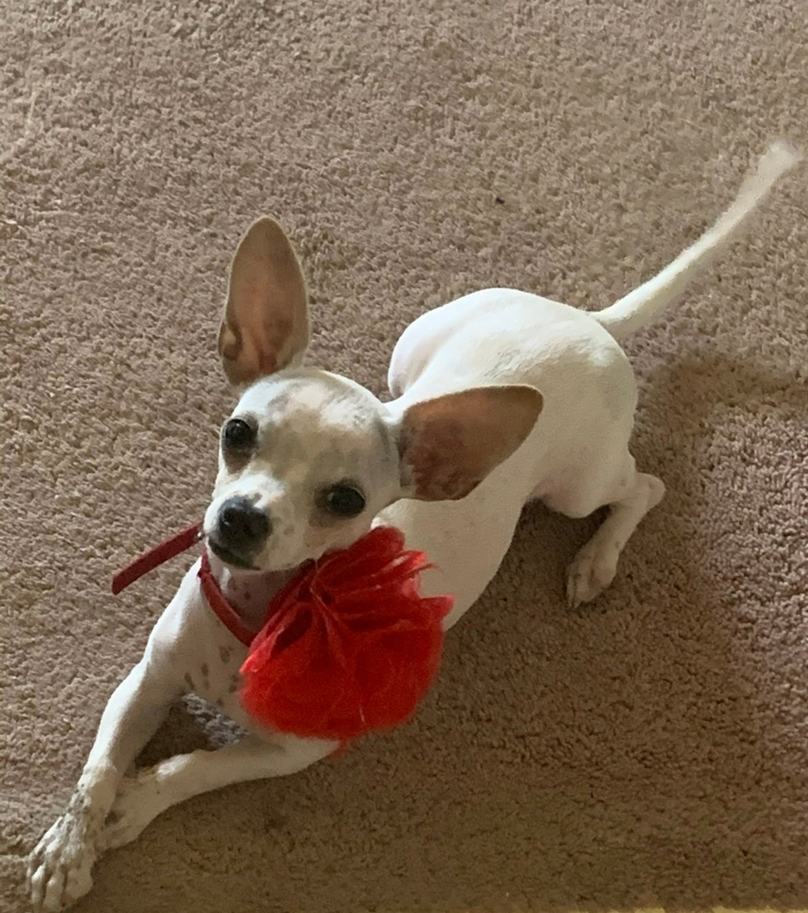 Foto de Nina con microchip 990000014162478