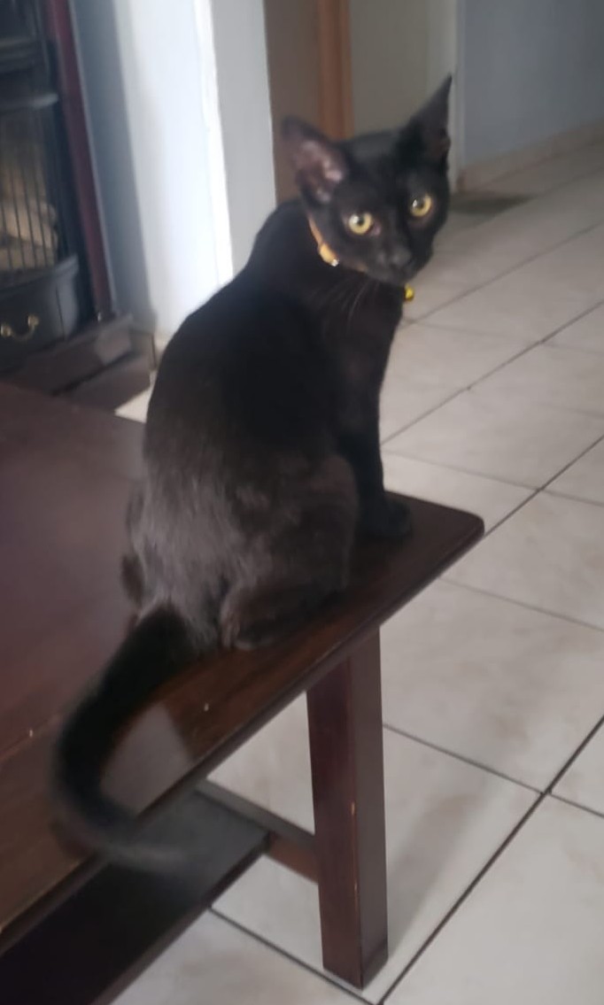 Foto de Miri con microchip 900263002422779