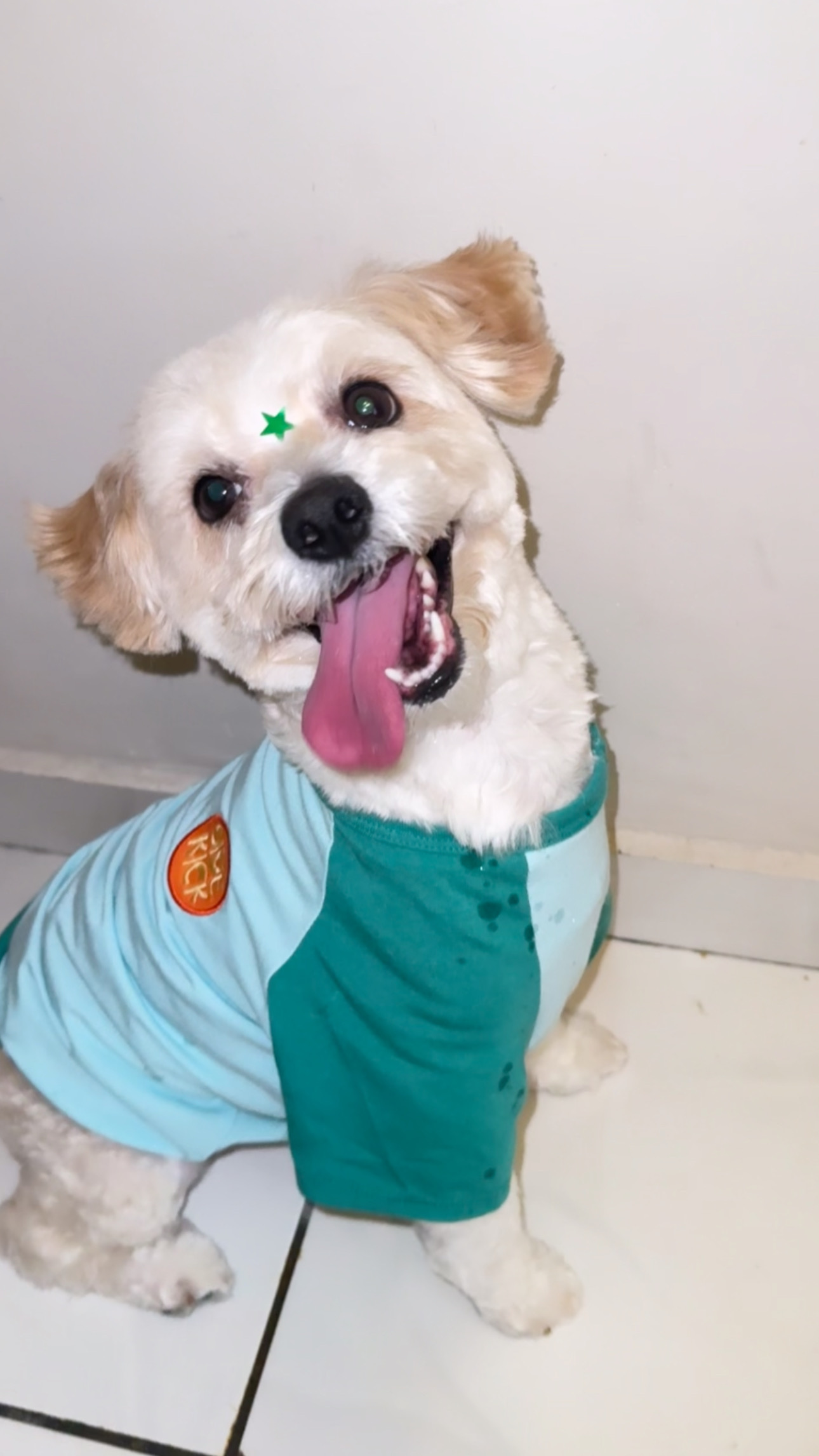 Foto de Eevee con microchip 990000014162388