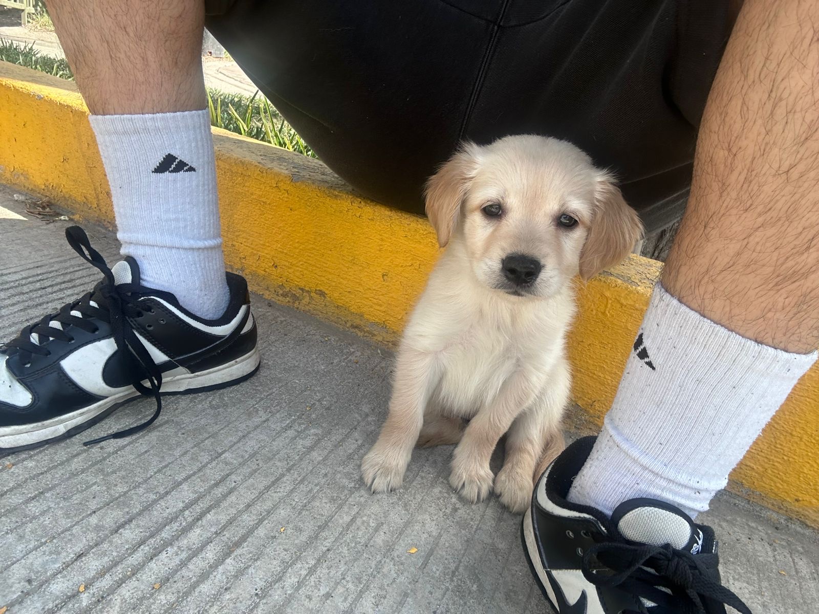Foto de Chloe con microchip 990000012838046