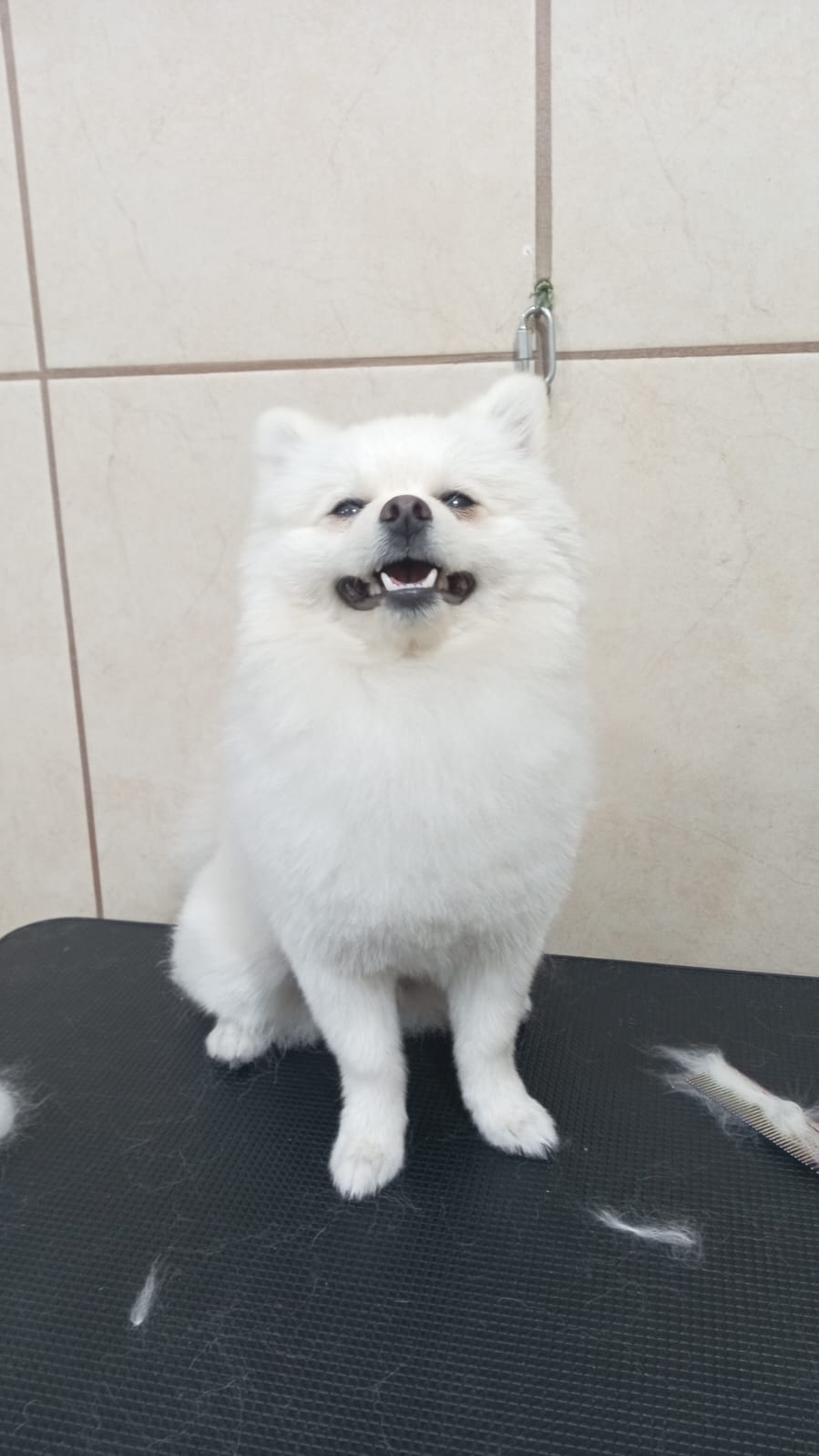 Foto de Bimbo con microchip 990000012835493