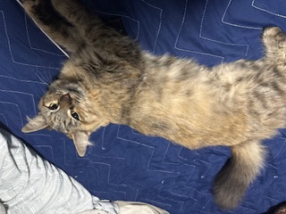 Foto de Akira con microchip 990000012843780