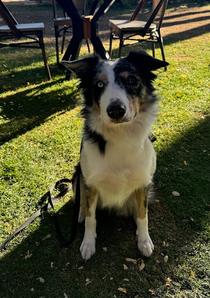 Foto de Akira con microchip 990000012843926