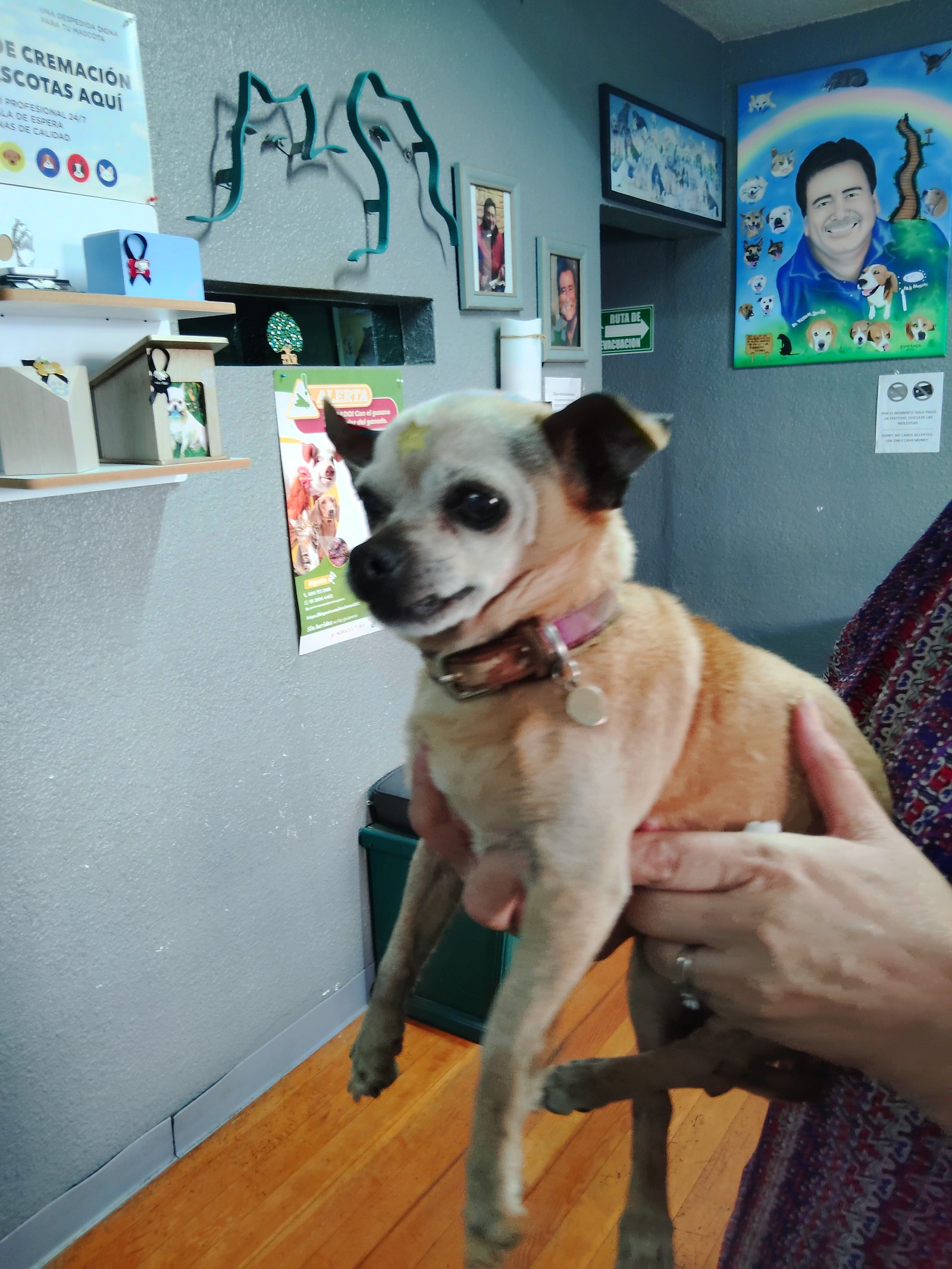 Foto de Crispy con microchip 990000012849383