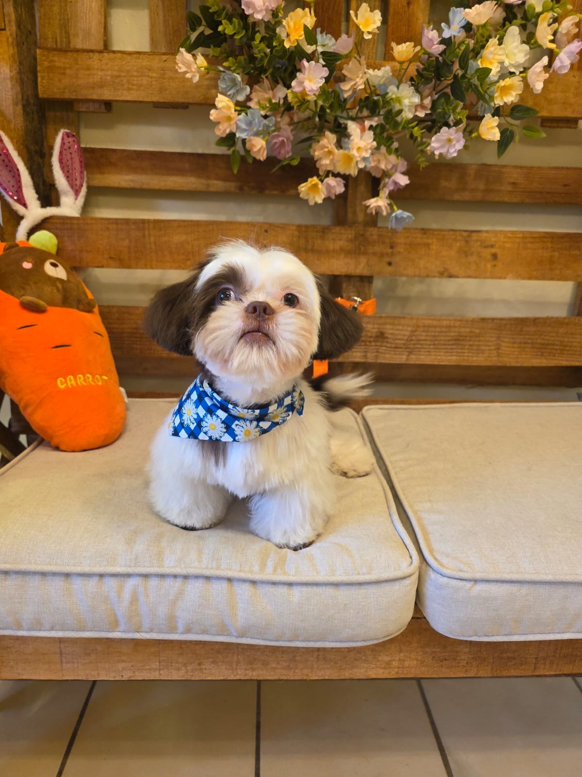 Foto de Max con microchip 990000014111327