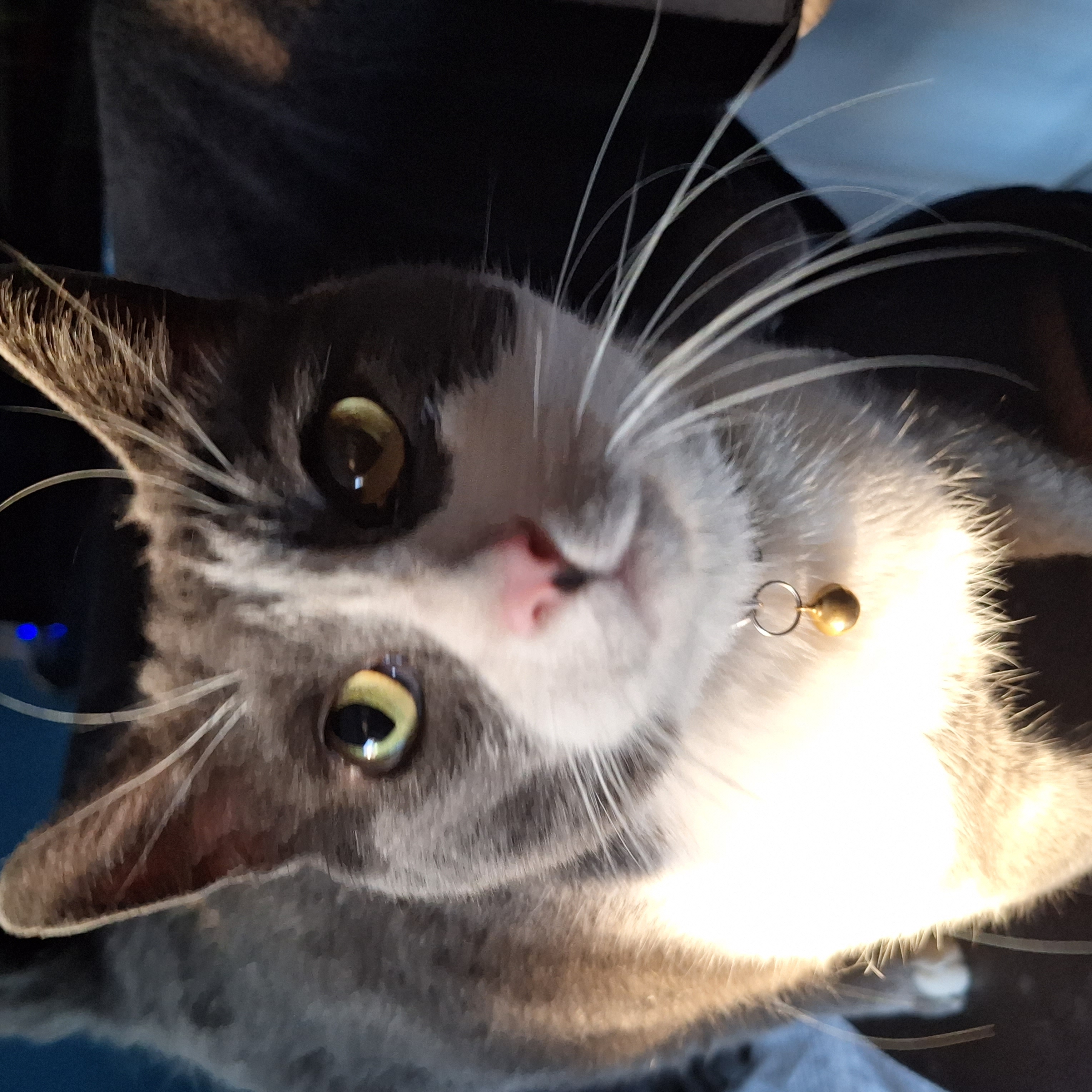 Foto de TOM con microchip 990000012843482