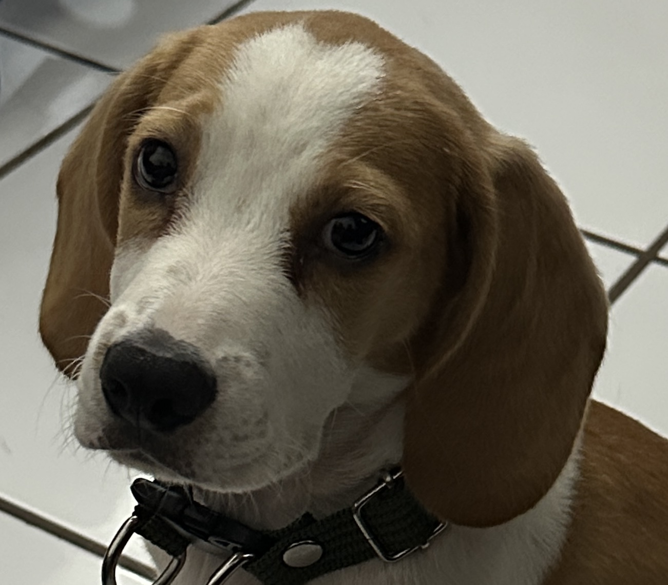 Foto de Oddy con microchip 990000014111576