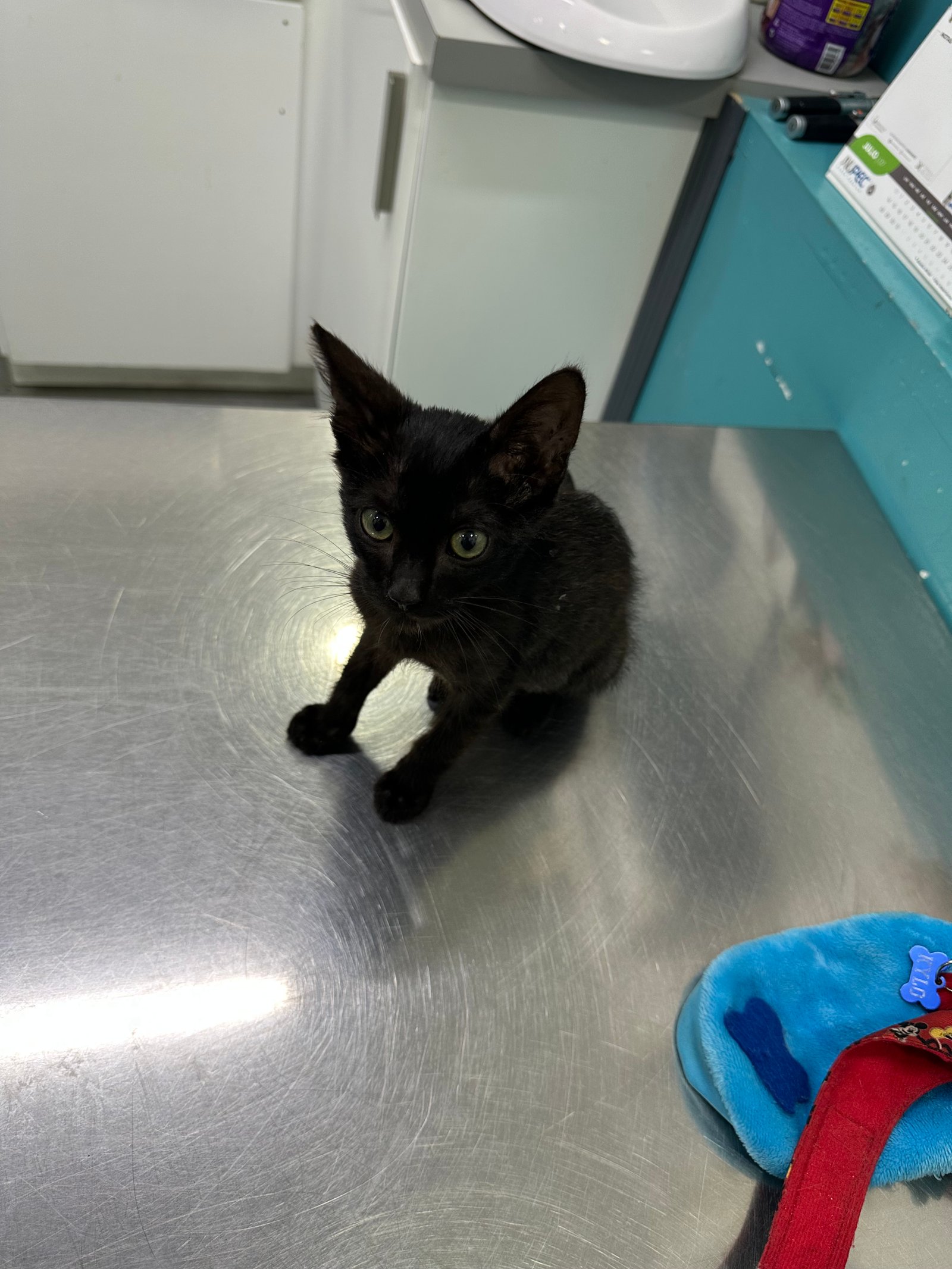 Foto de Kylo con microchip 990000012843678