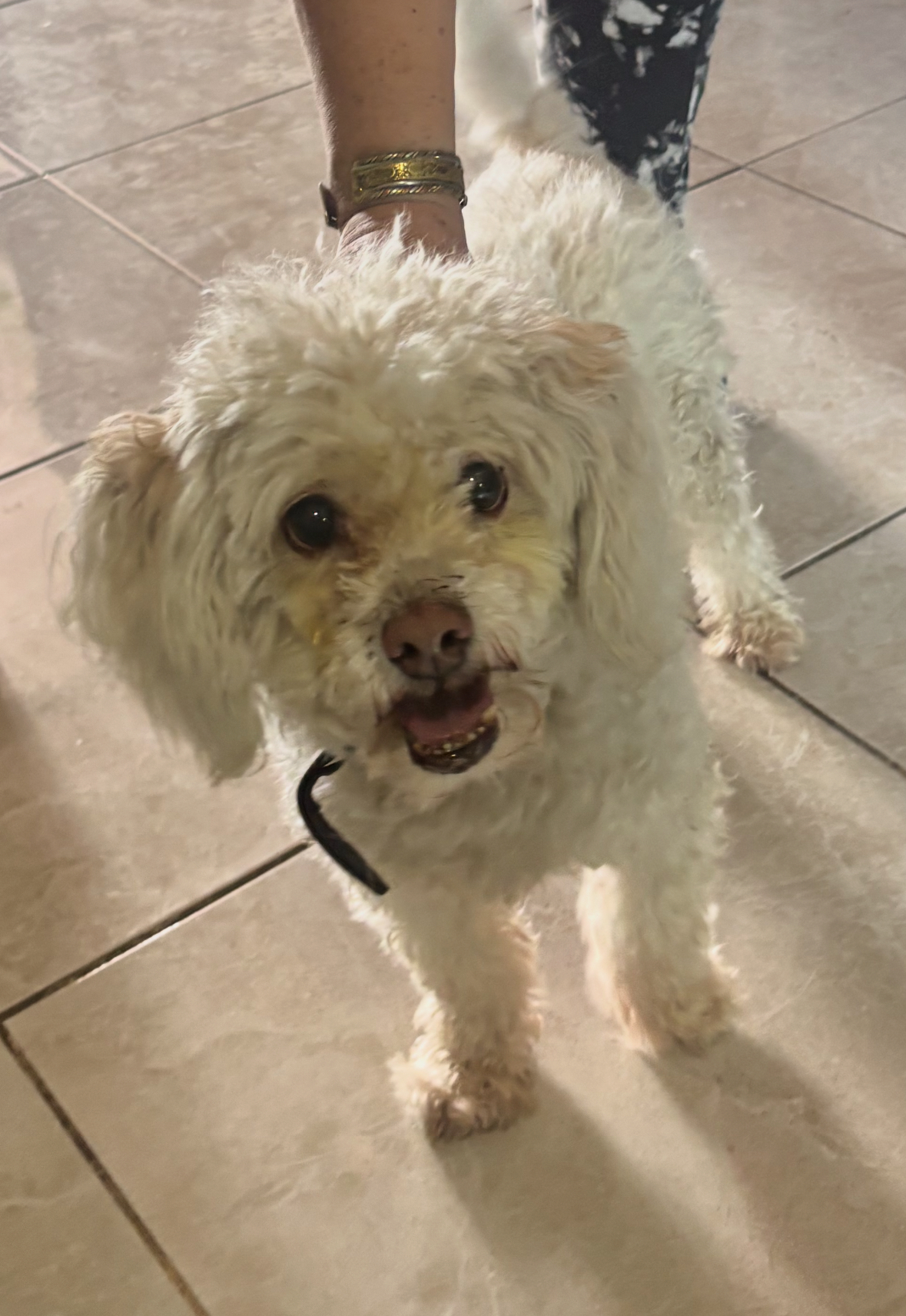 Foto de Pancho Lopez con microchip 990000012847920