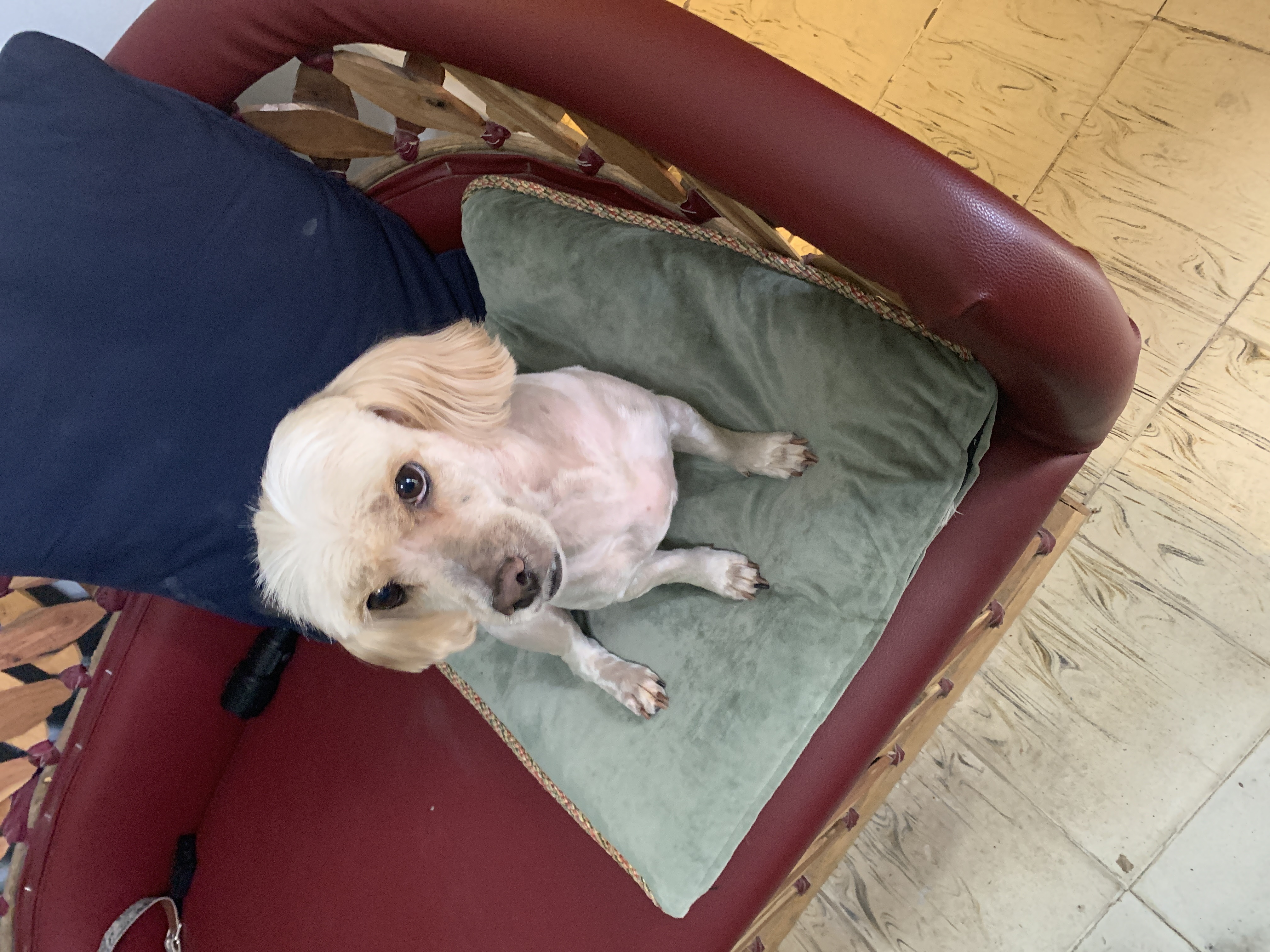 Foto de Pansy con microchip 990000014109026
