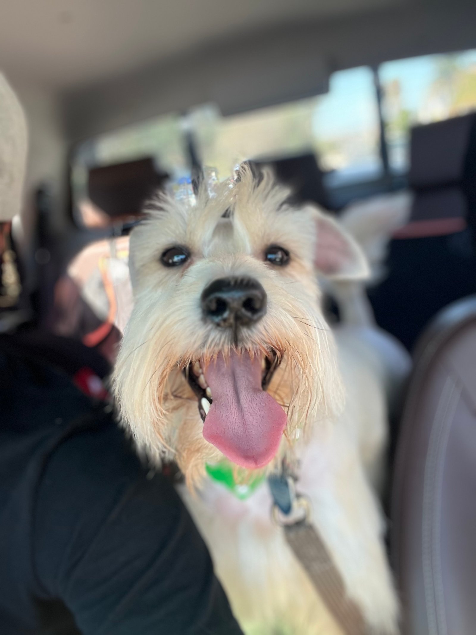 Foto de Jacob con microchip 990000012838987