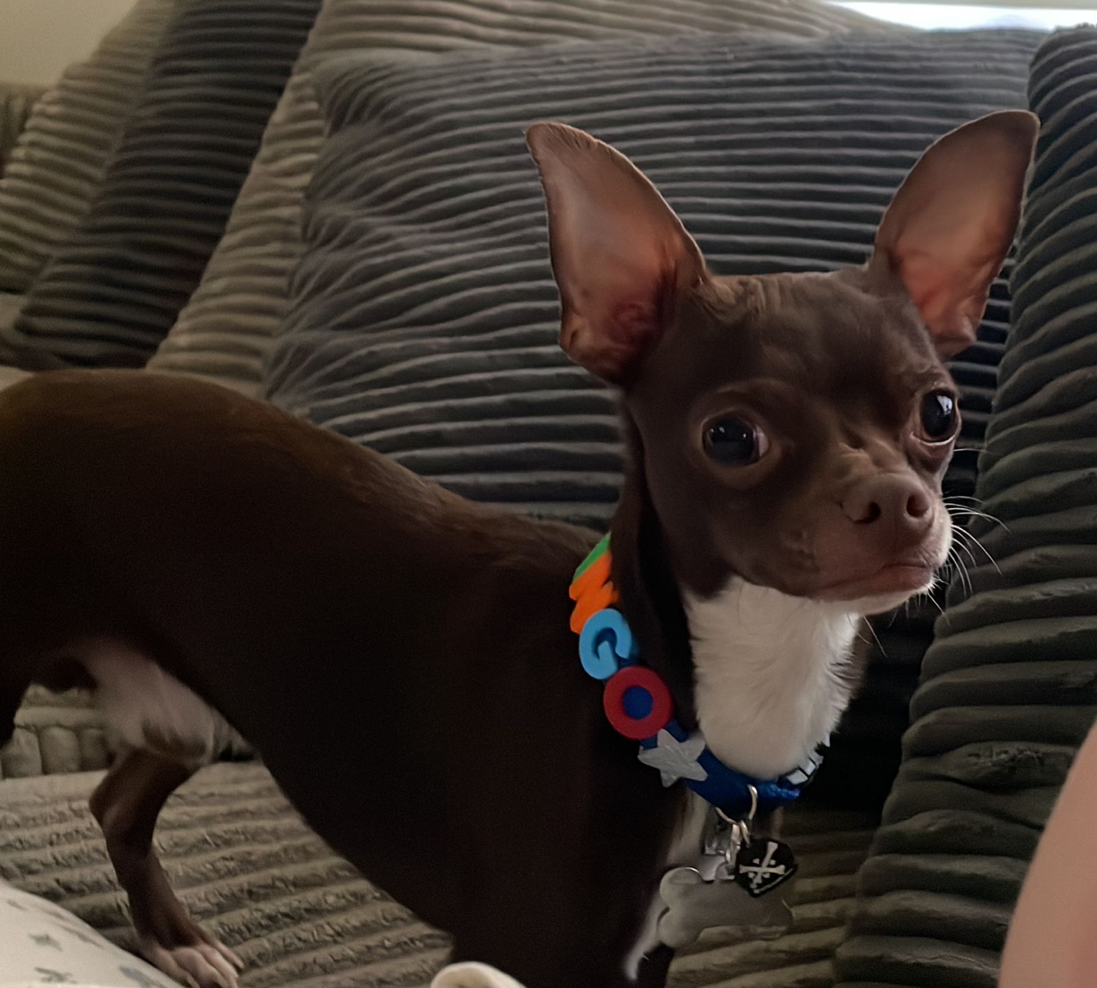 Foto de Ringo con microchip 990000012837045