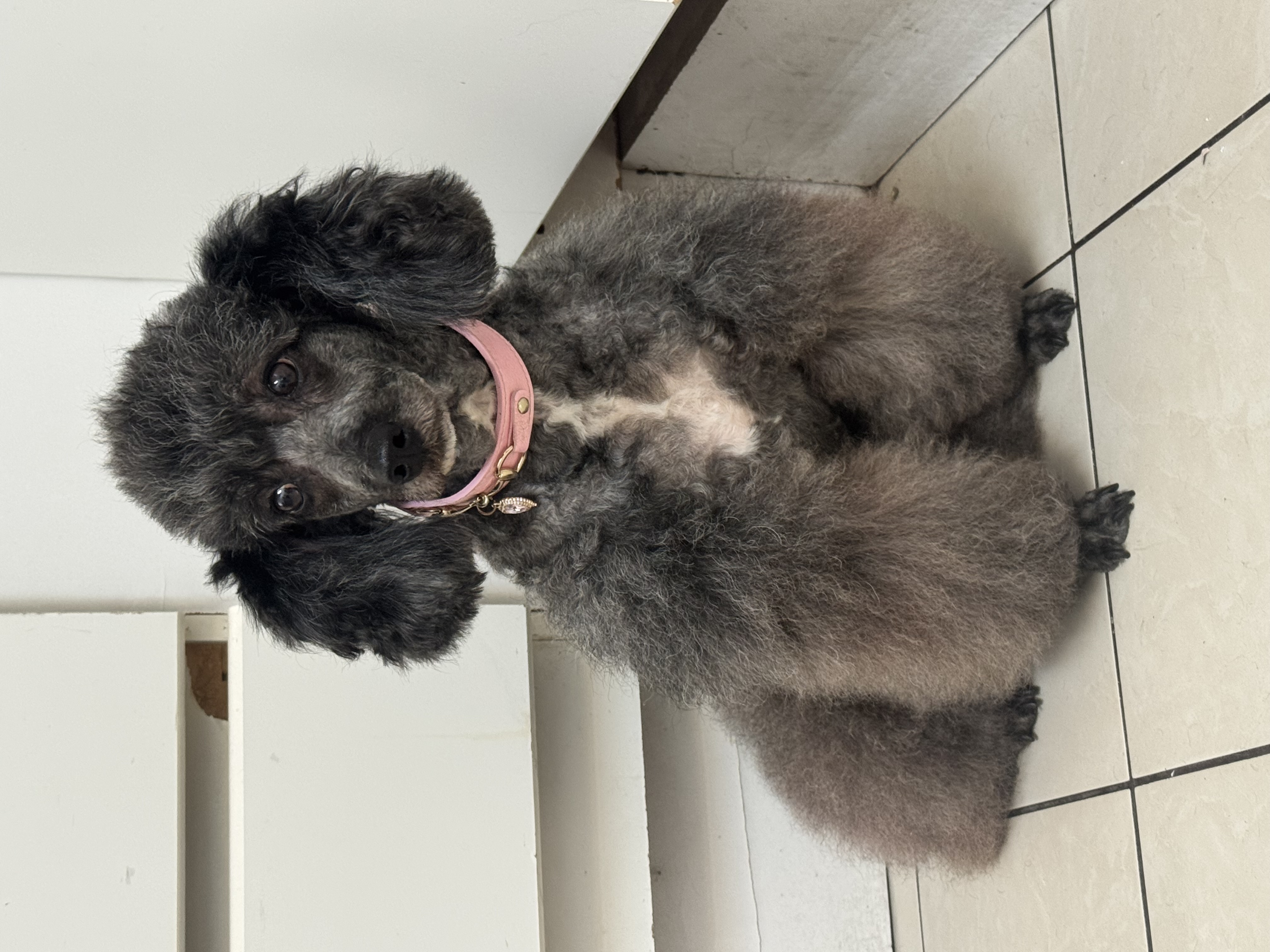 Foto de Greta con microchip 900263000387179