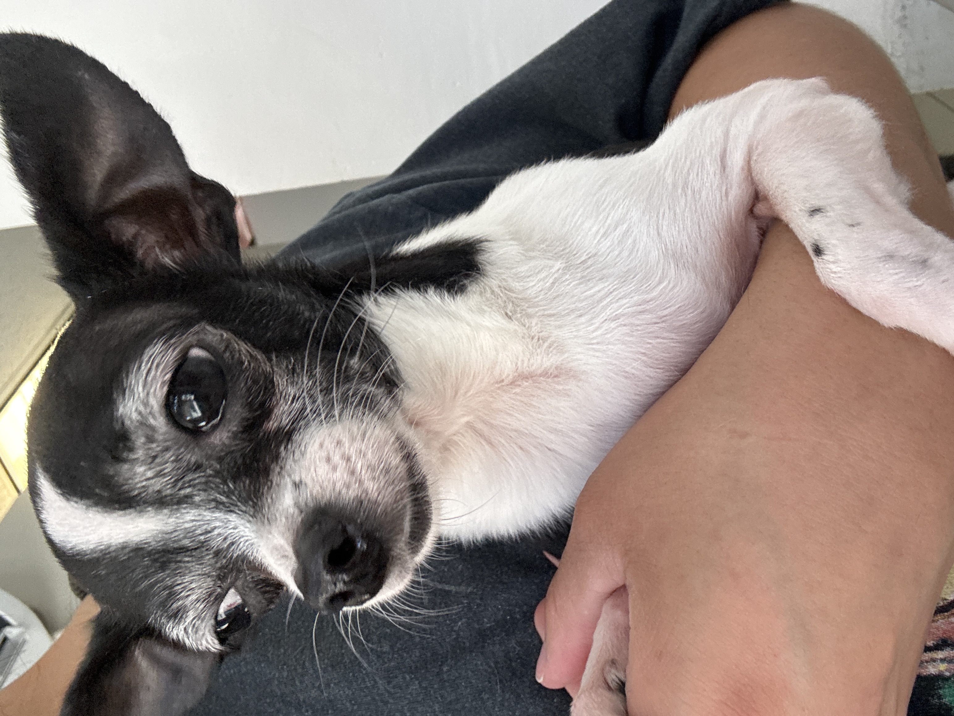 Foto de Ratatouille con microchip 990000012847517