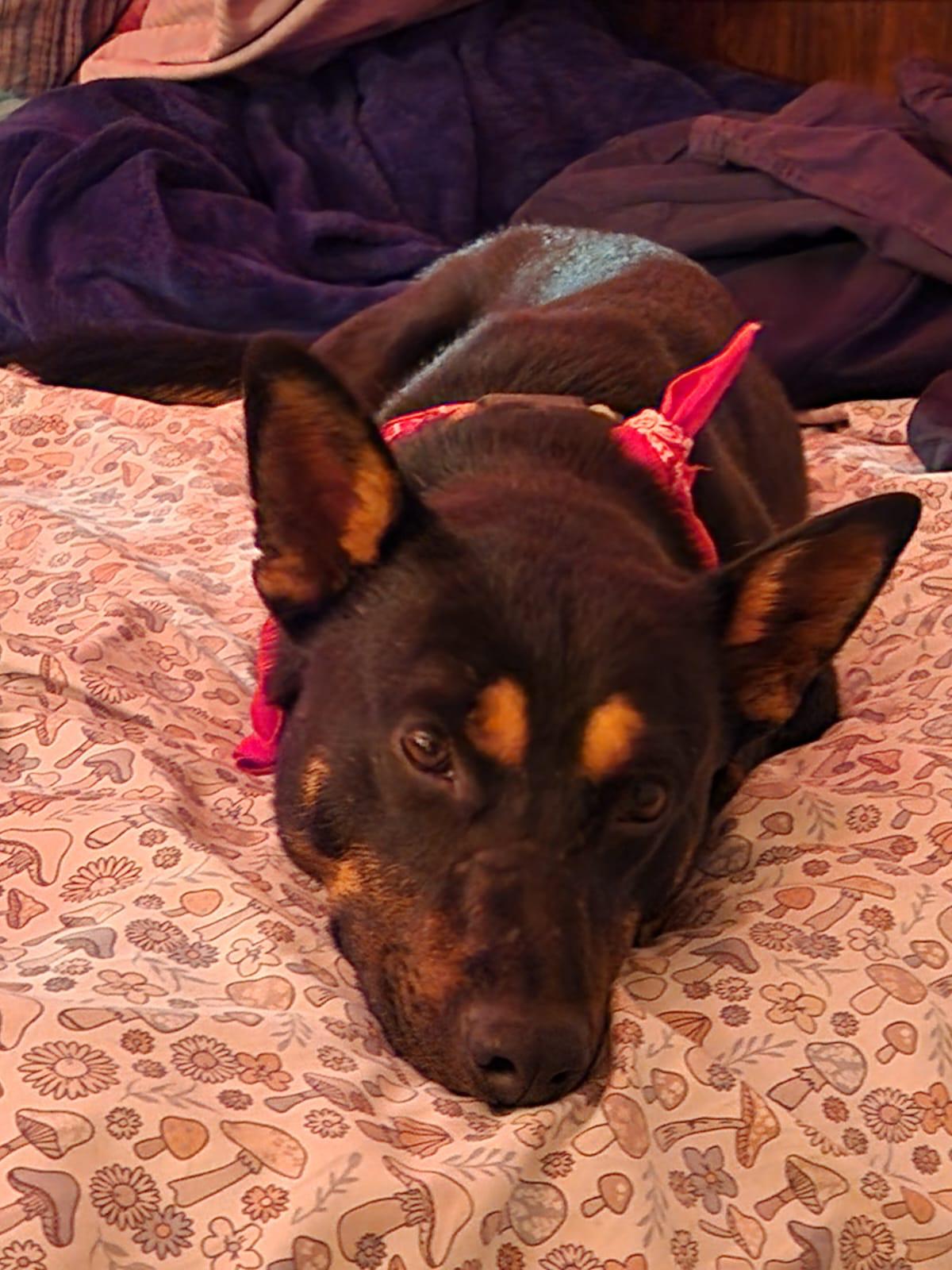 Foto de Kali con microchip 990000012839217