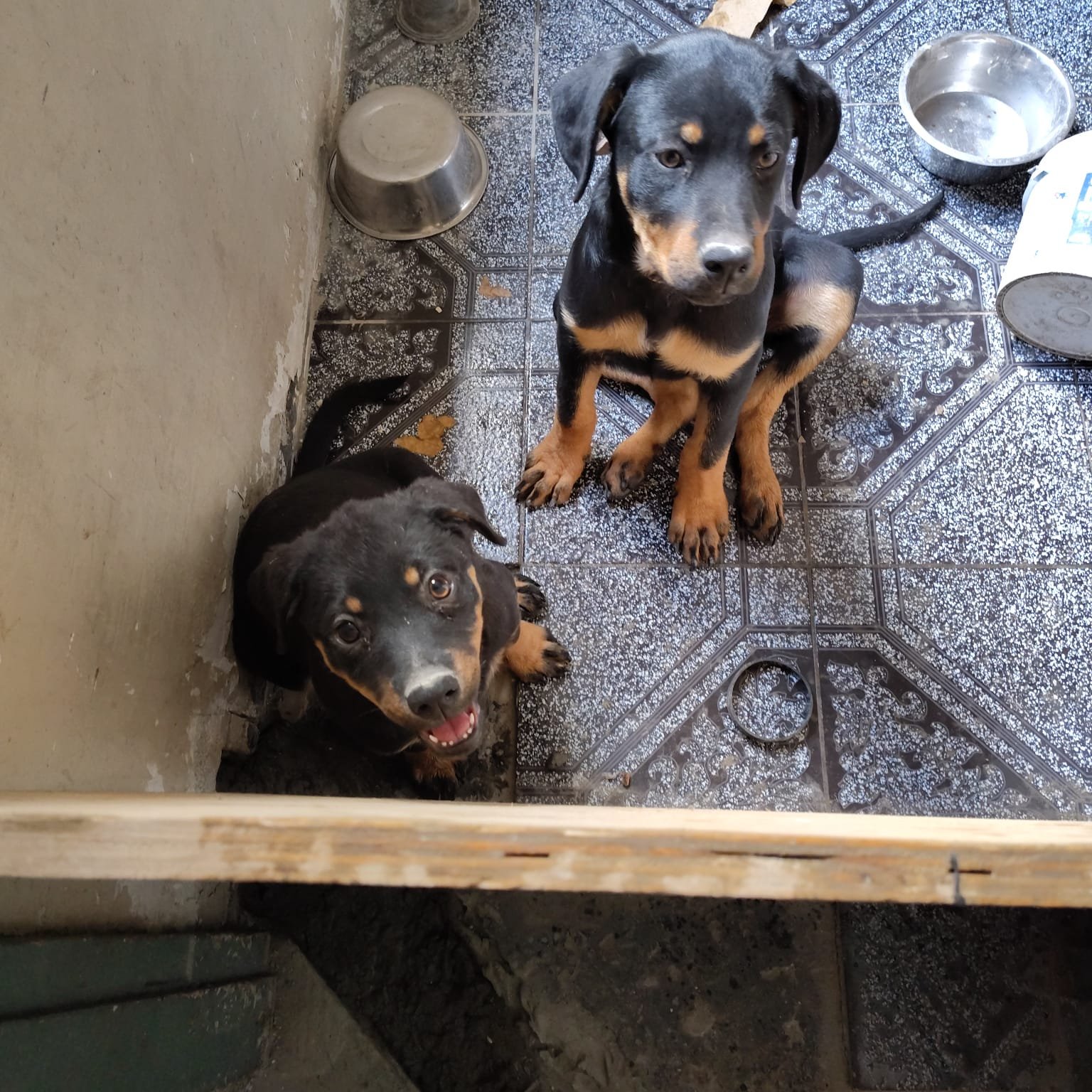 Foto de Blacky con microchip 990000012834177