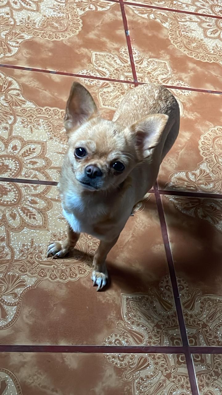 Foto de Estrella con microchip 990000014164830