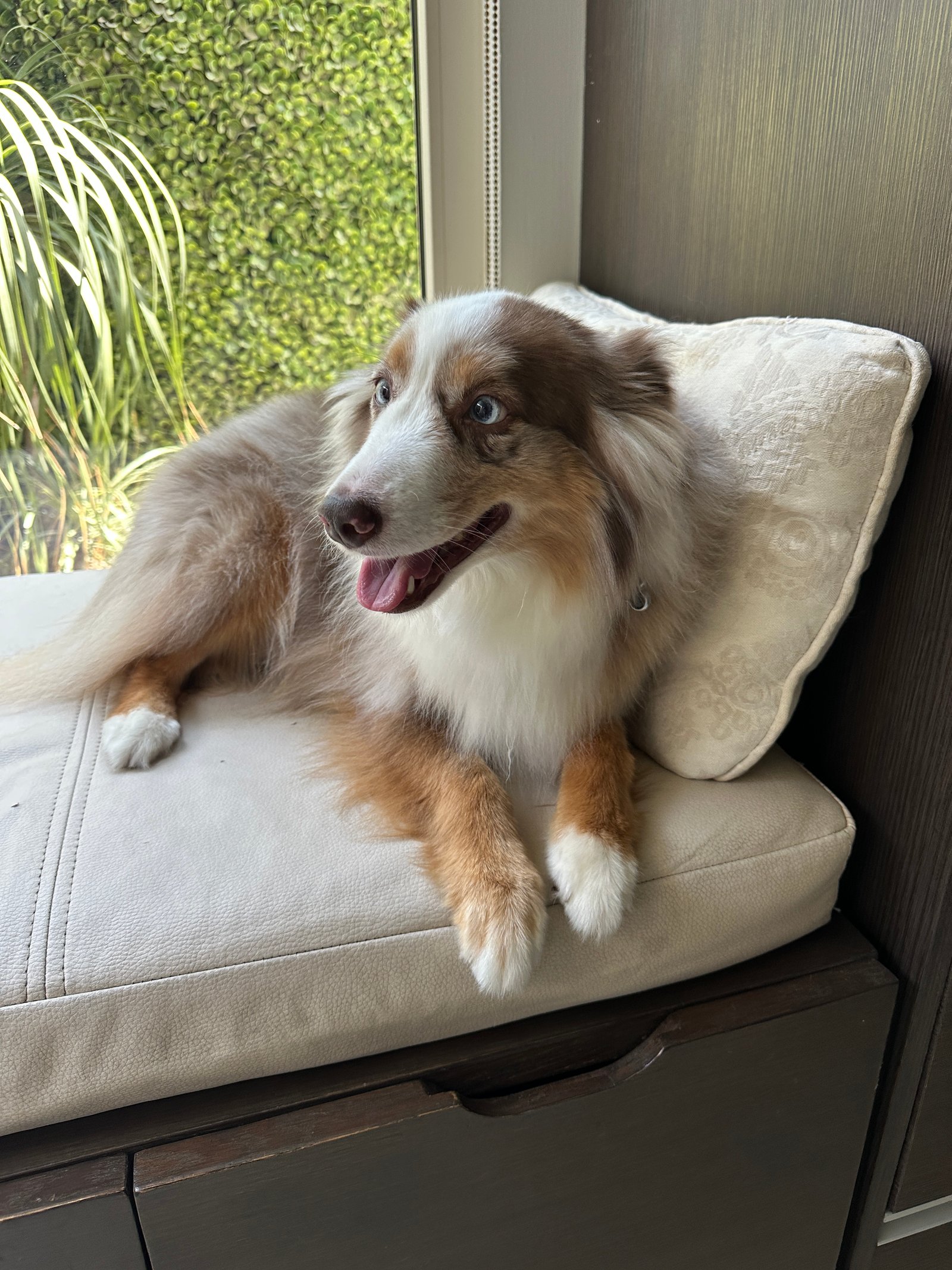 Foto de BELKA con microchip 990000012838624