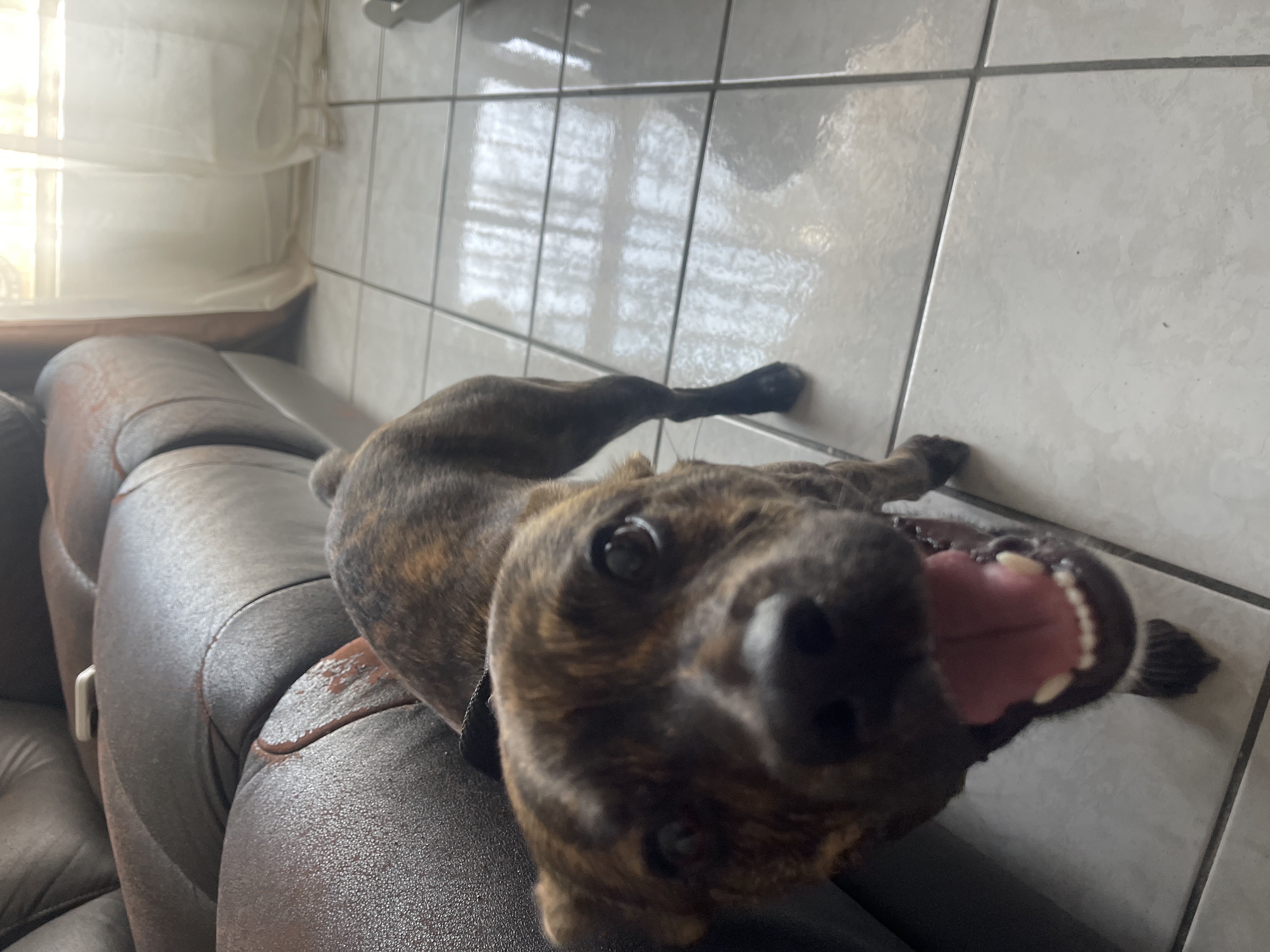 Foto de pepa con microchip 990000012834350