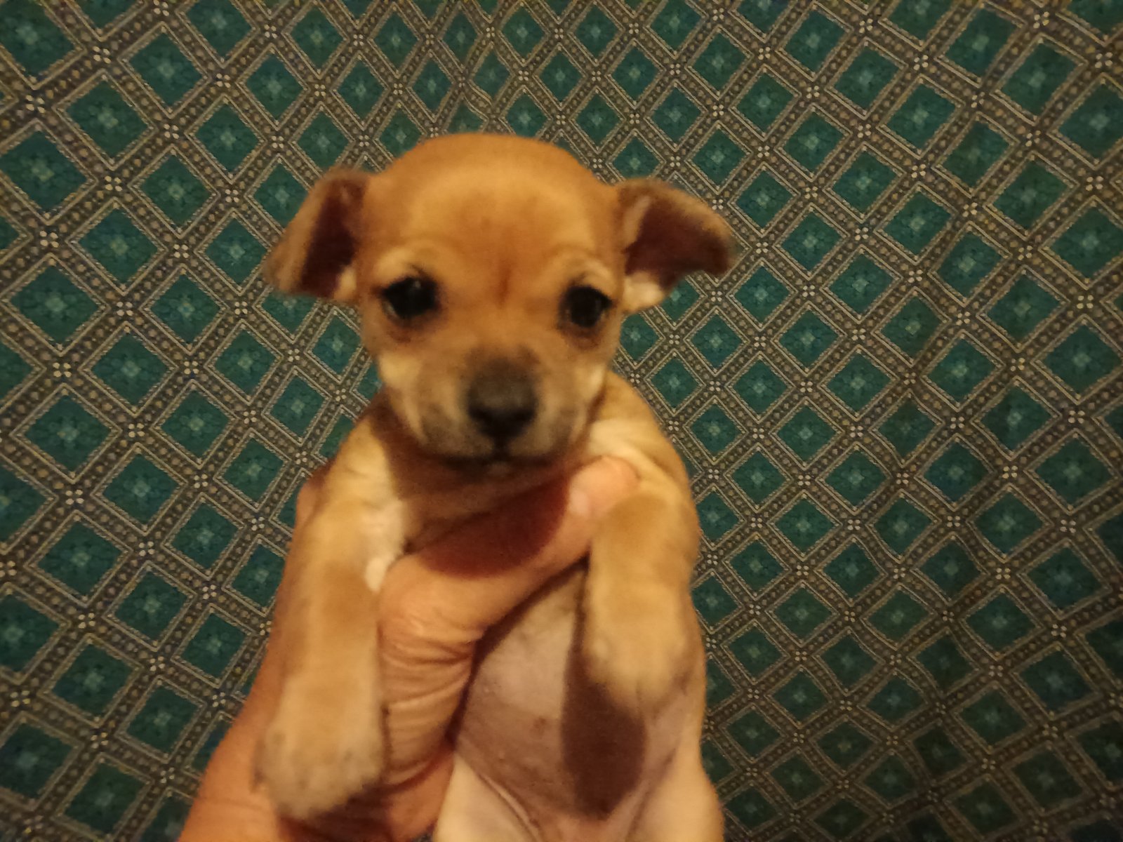 Foto de Cookie Maria con microchip 990000012843388