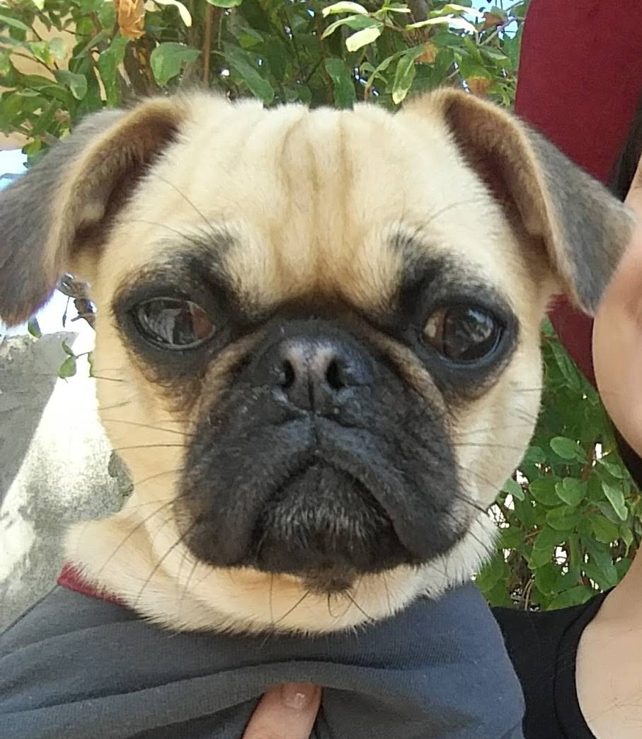 Foto de PUCCA con microchip 990000012849724