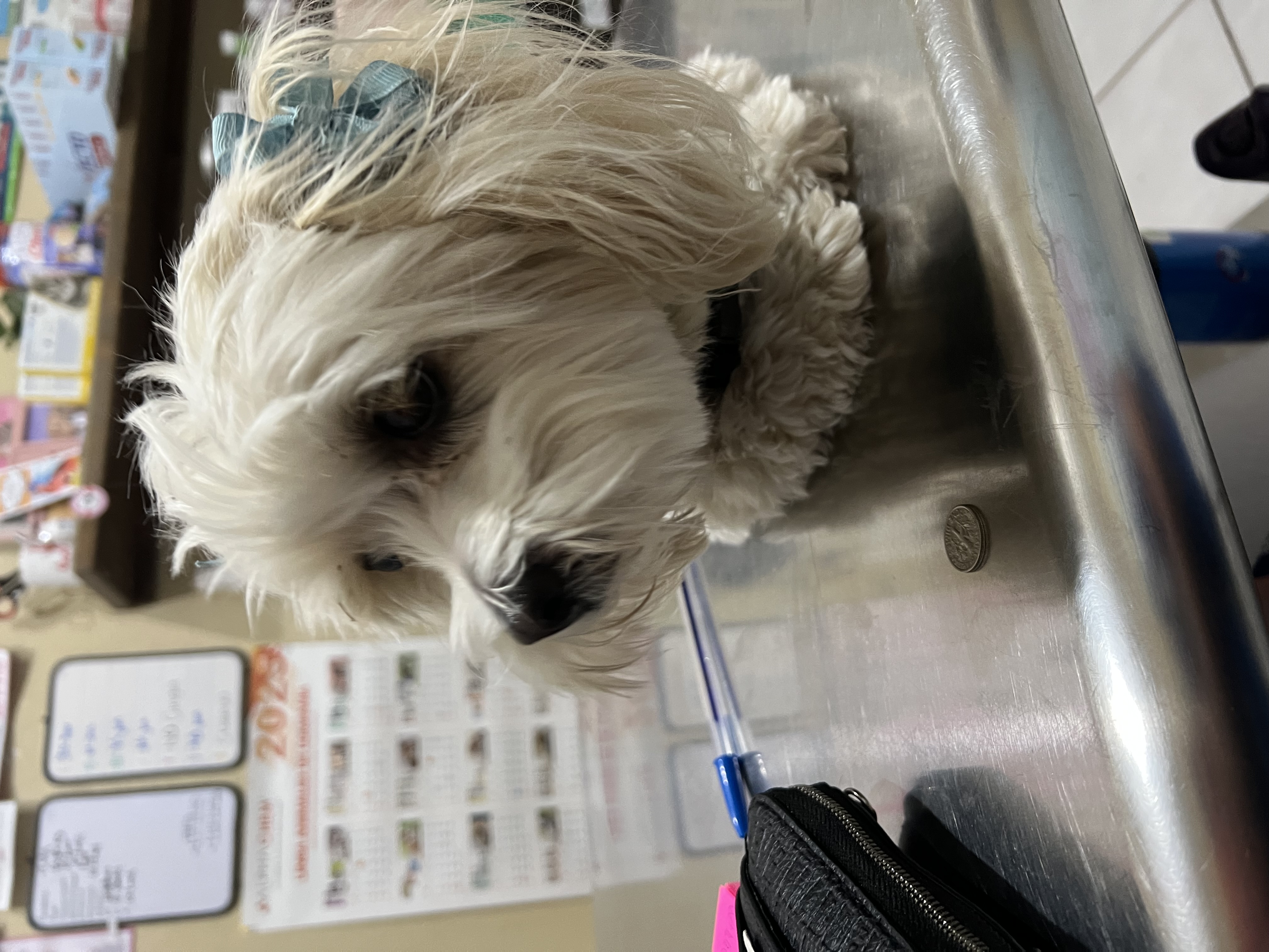 Foto de Honey con microchip 990000012844129