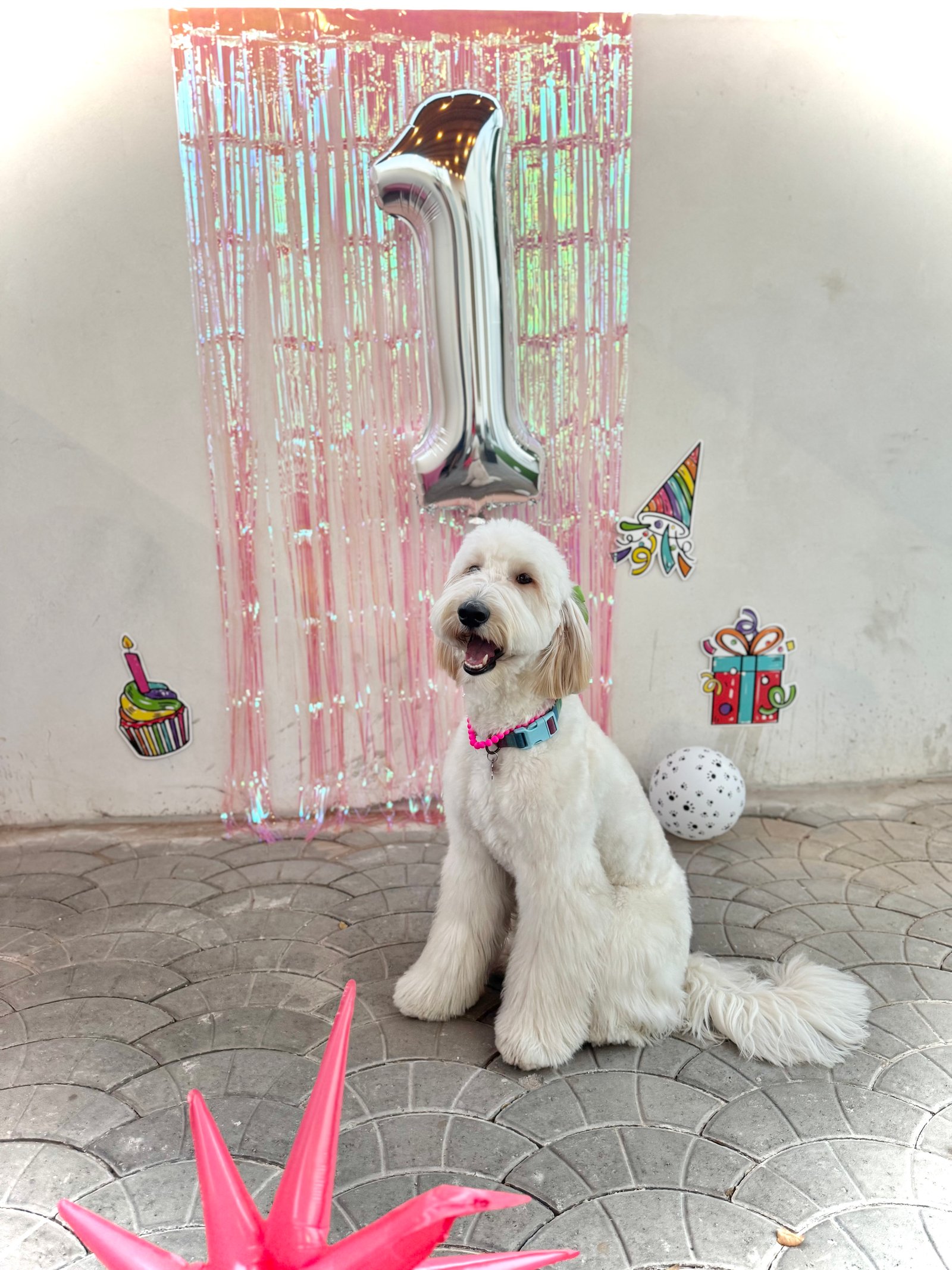 Foto de Julieta con microchip 990000012841588