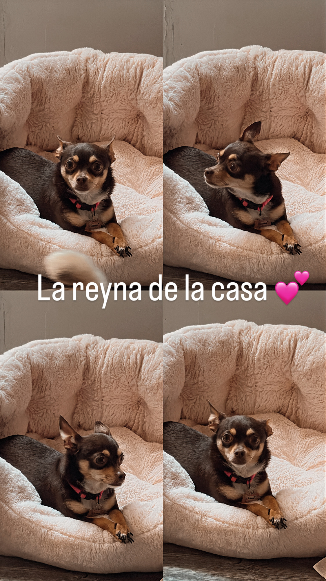 Foto de Chanel con microchip 990000012842821
