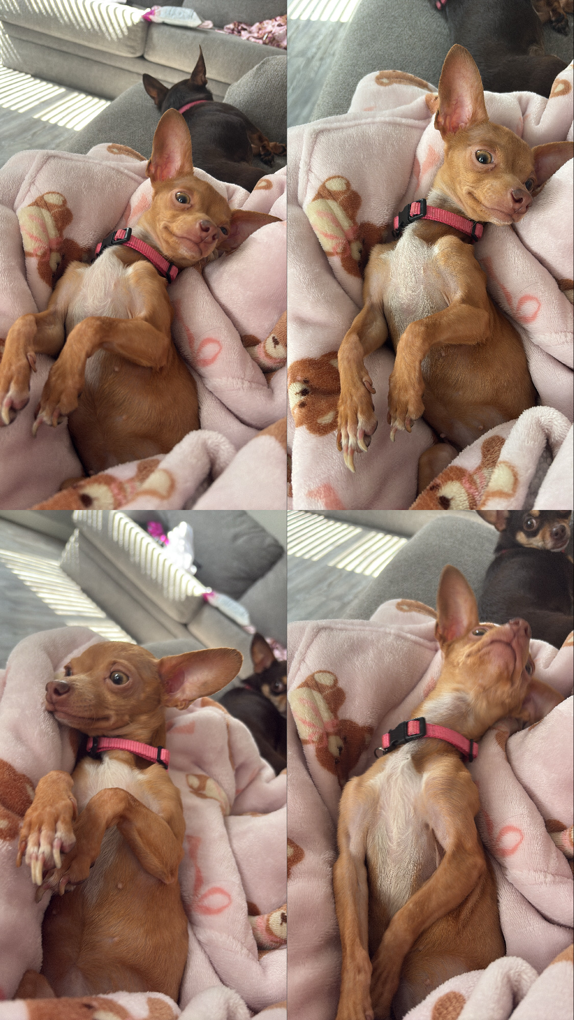 Foto de Minnie con microchip 990000012835130