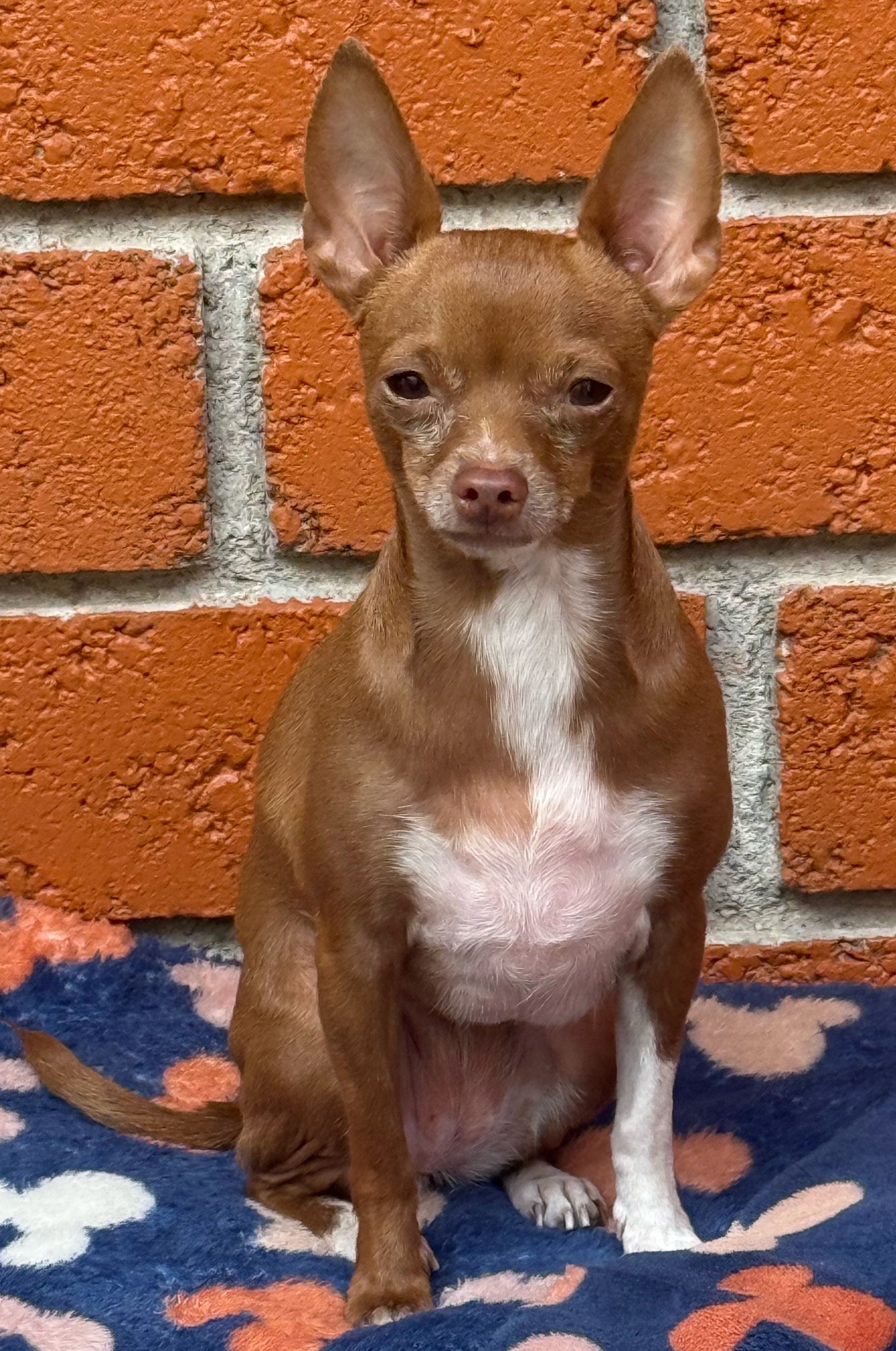 Foto de Campanita con microchip 990000014165267