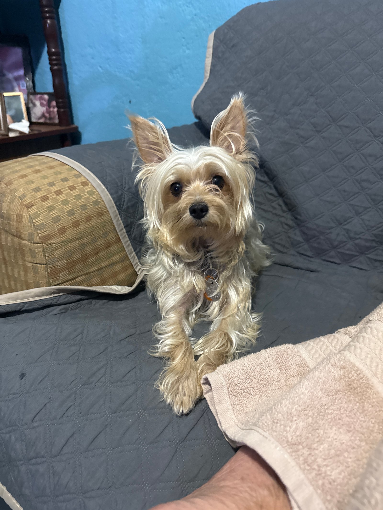 Foto de Meelo con microchip 990000012845936