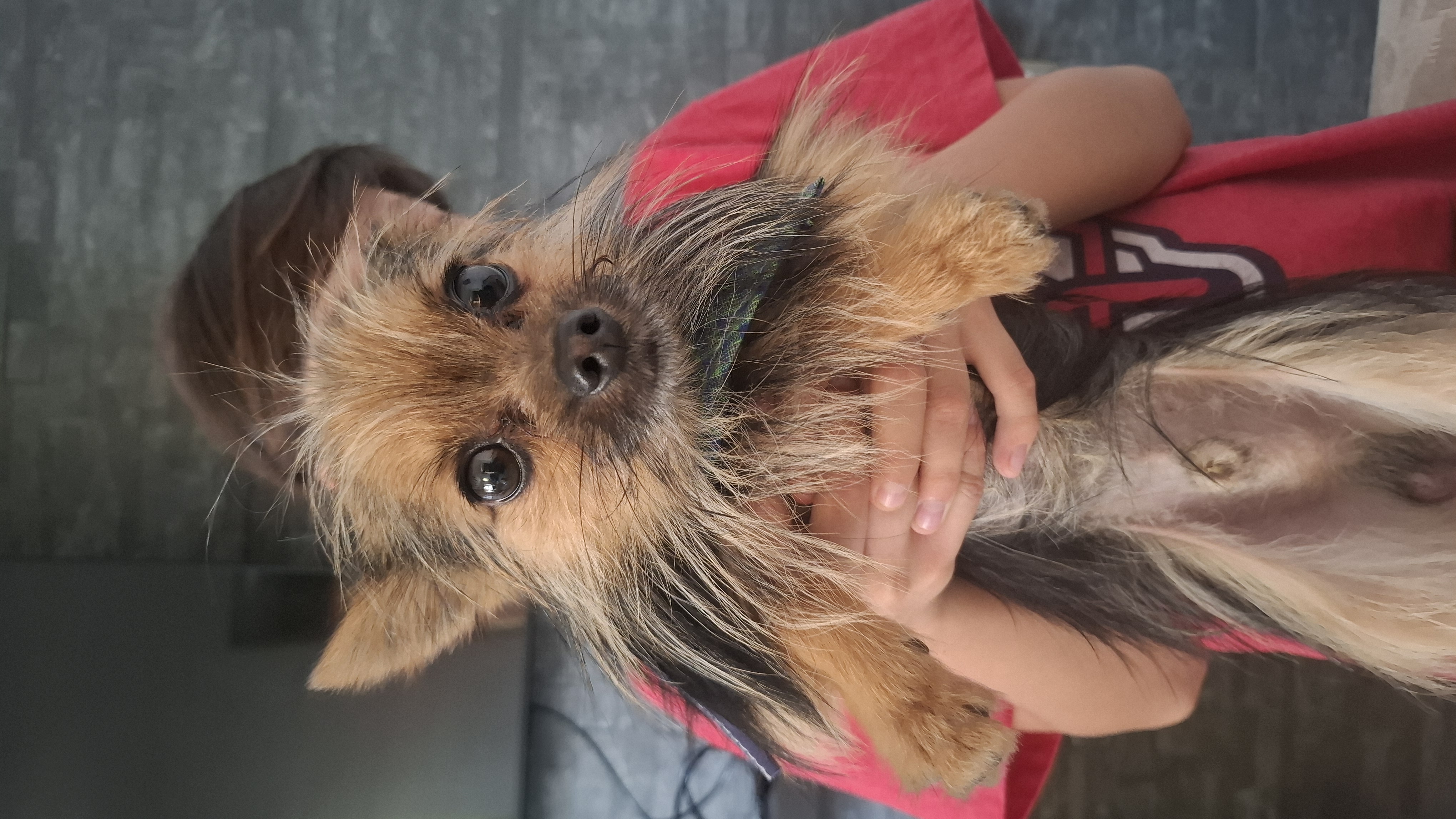 Foto de Chencho con microchip 990000012845613