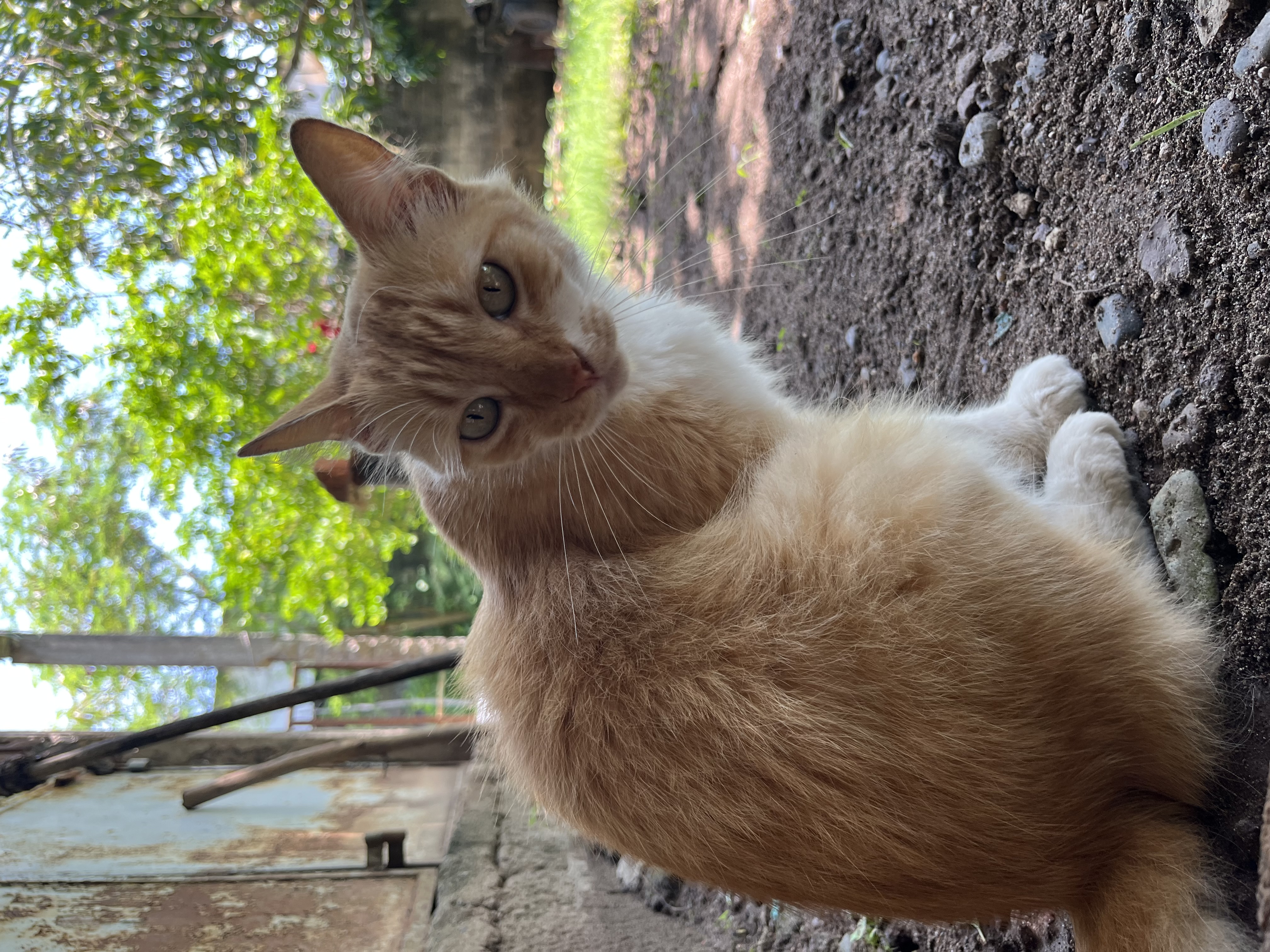 Foto de Mia con microchip 990000014111345