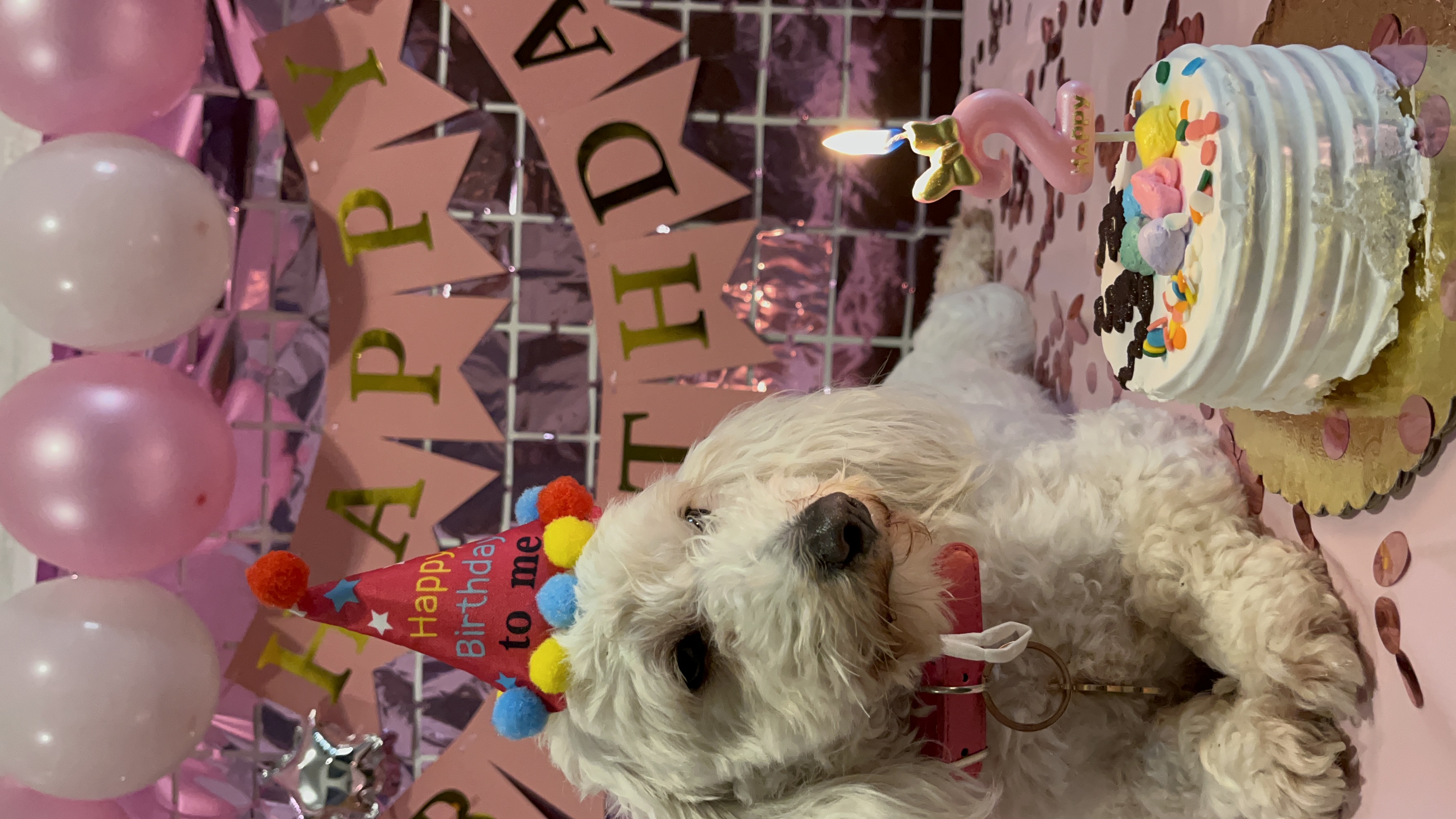 Foto de Luna con microchip 990000012820773