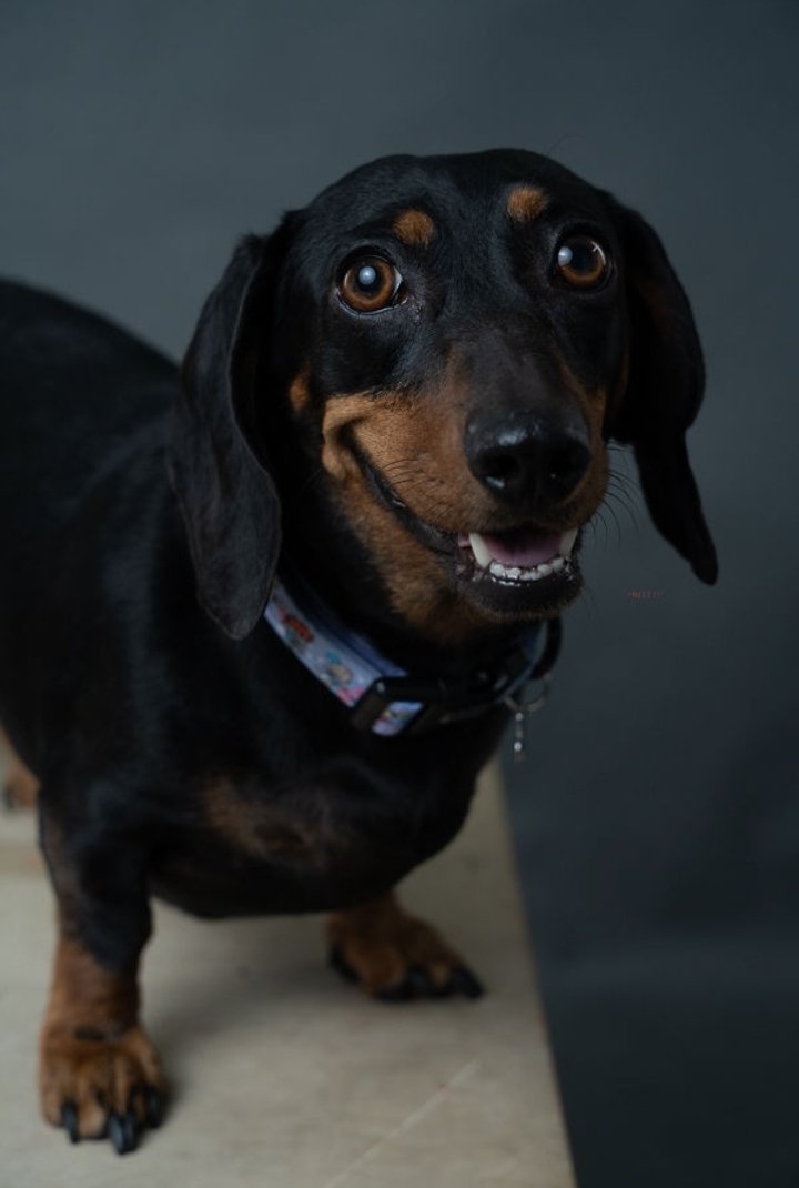 Foto de Petunia con microchip 990000012849350