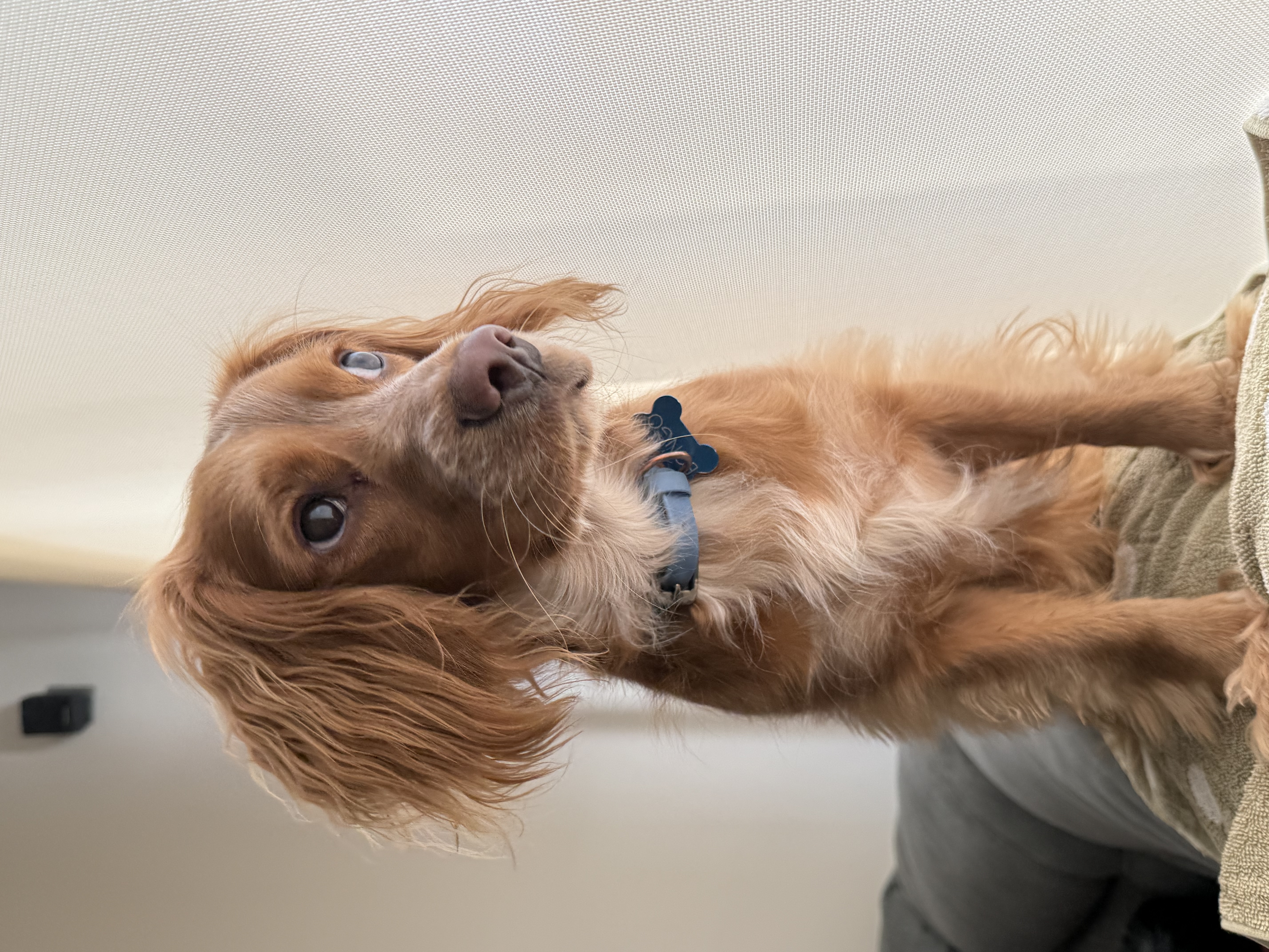 Foto de Bongo con microchip 990000014163400