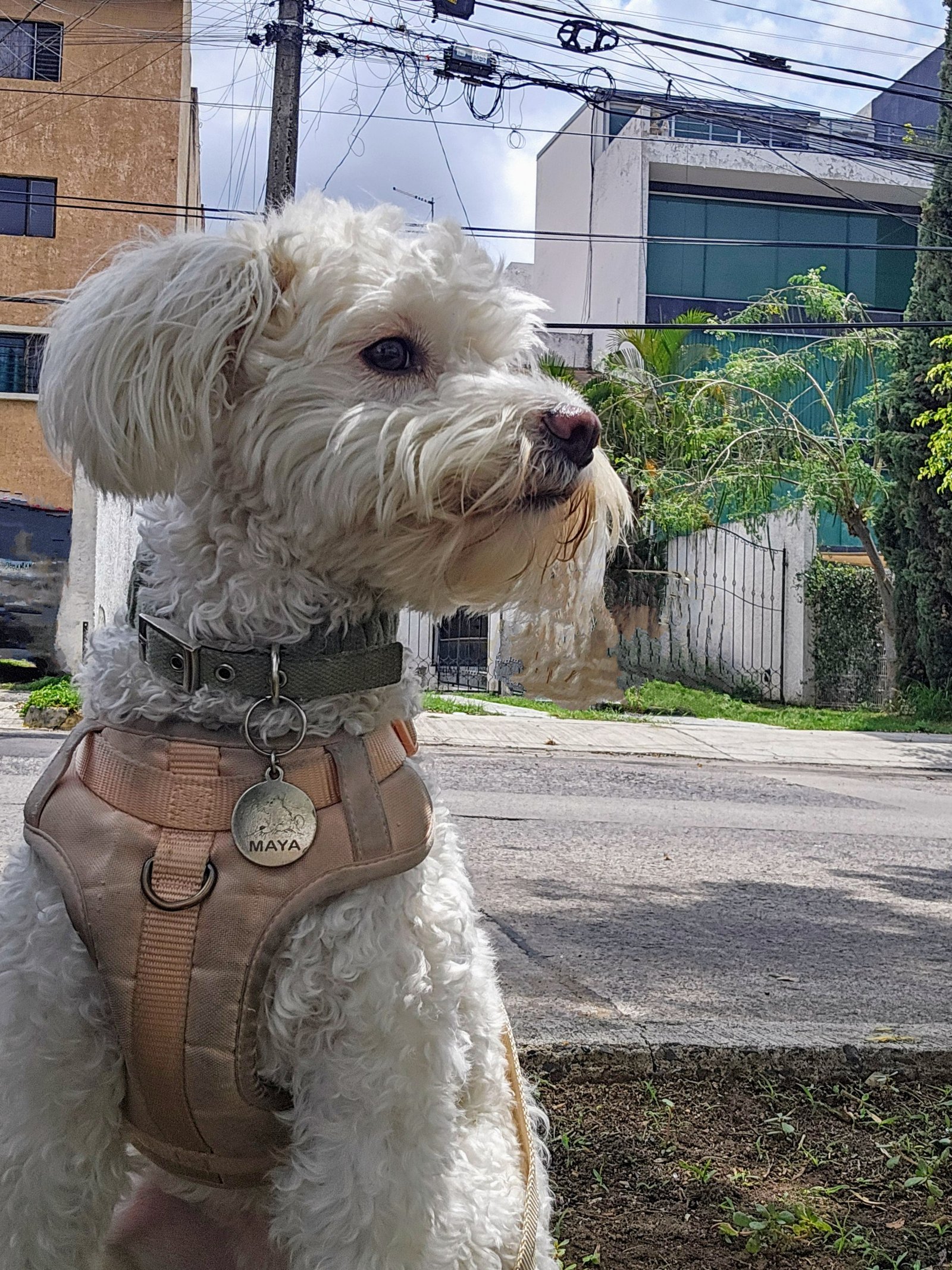 Foto de Maya con microchip 990000012839426