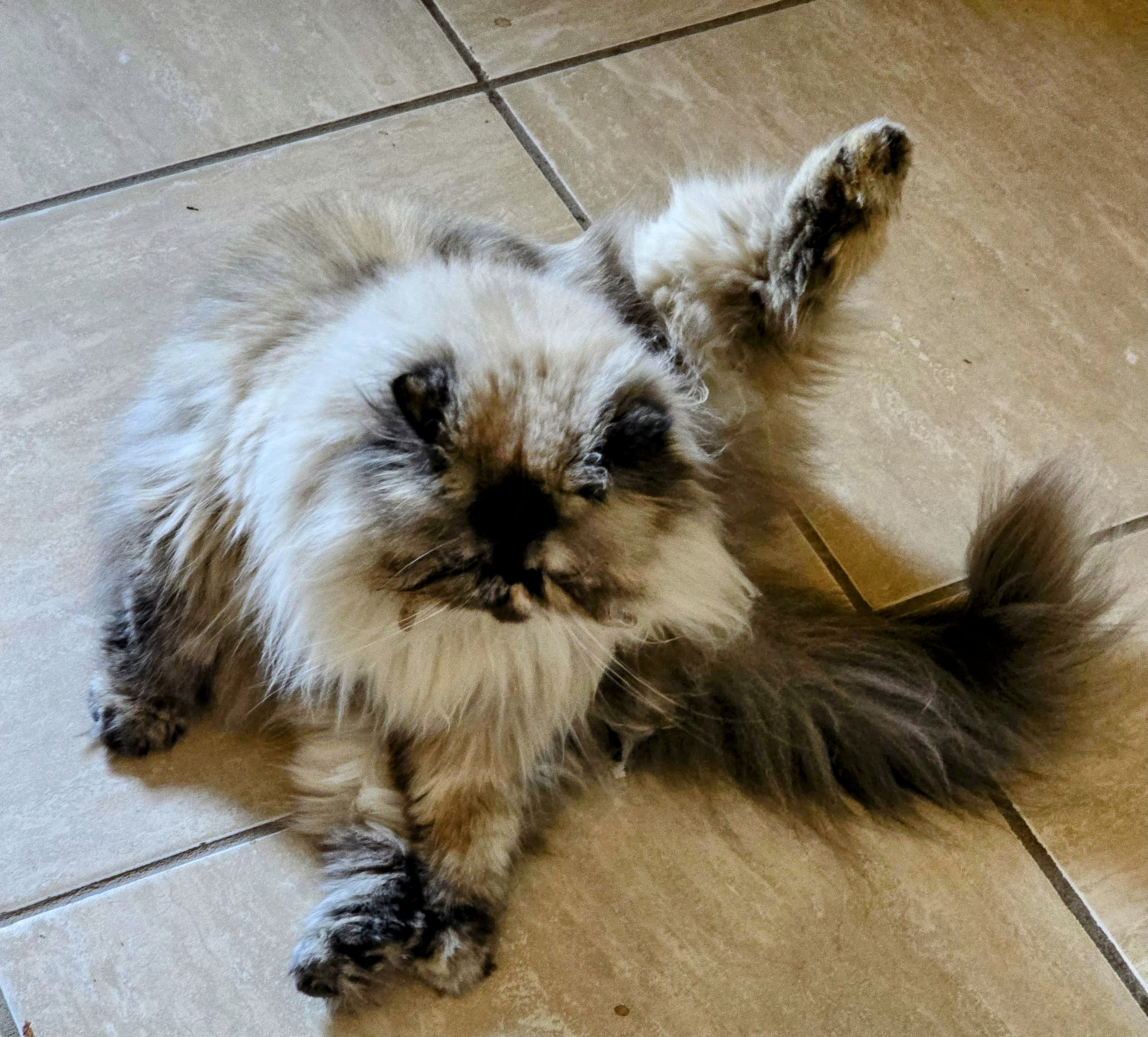 Foto de Akira con microchip 990000012840619