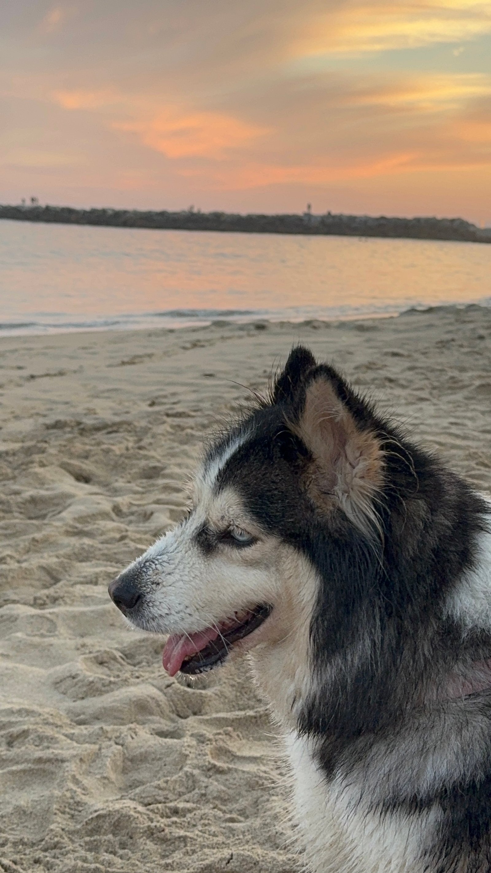 Foto de Kira con microchip 990000012837789