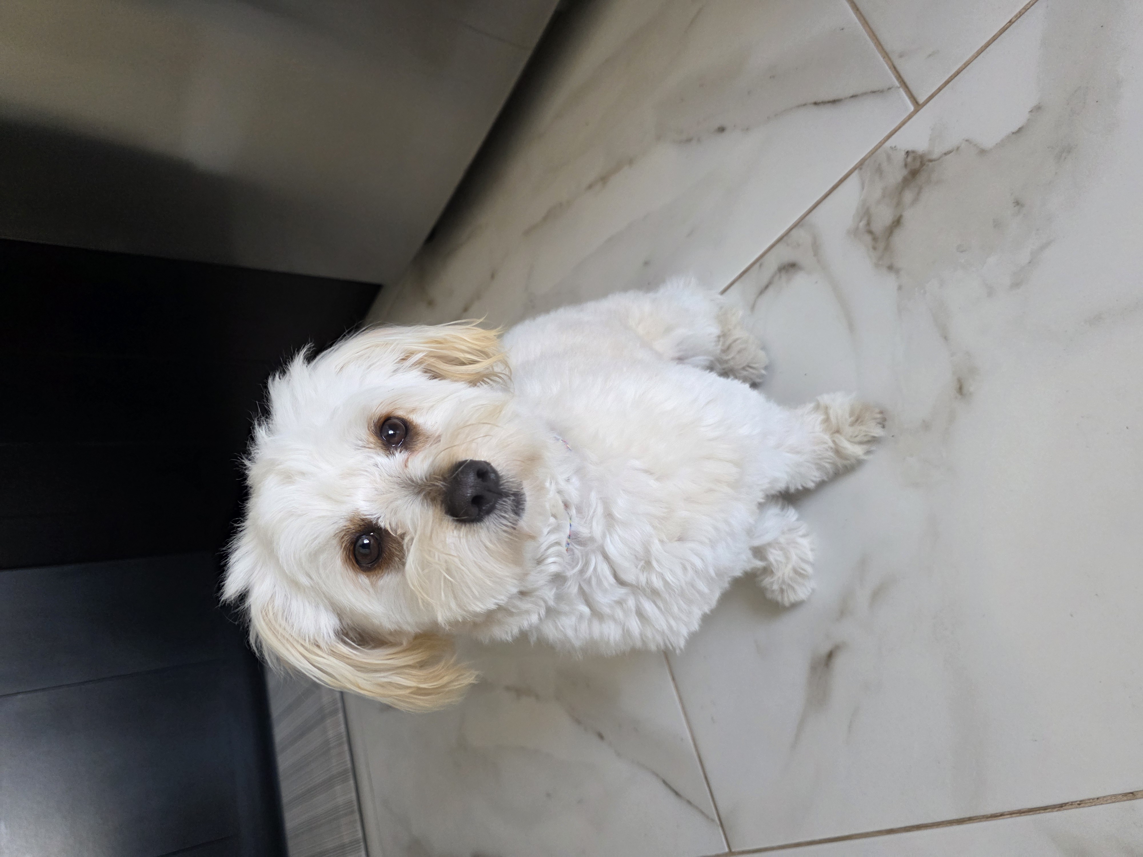 Foto de Nala con microchip 990000012837808