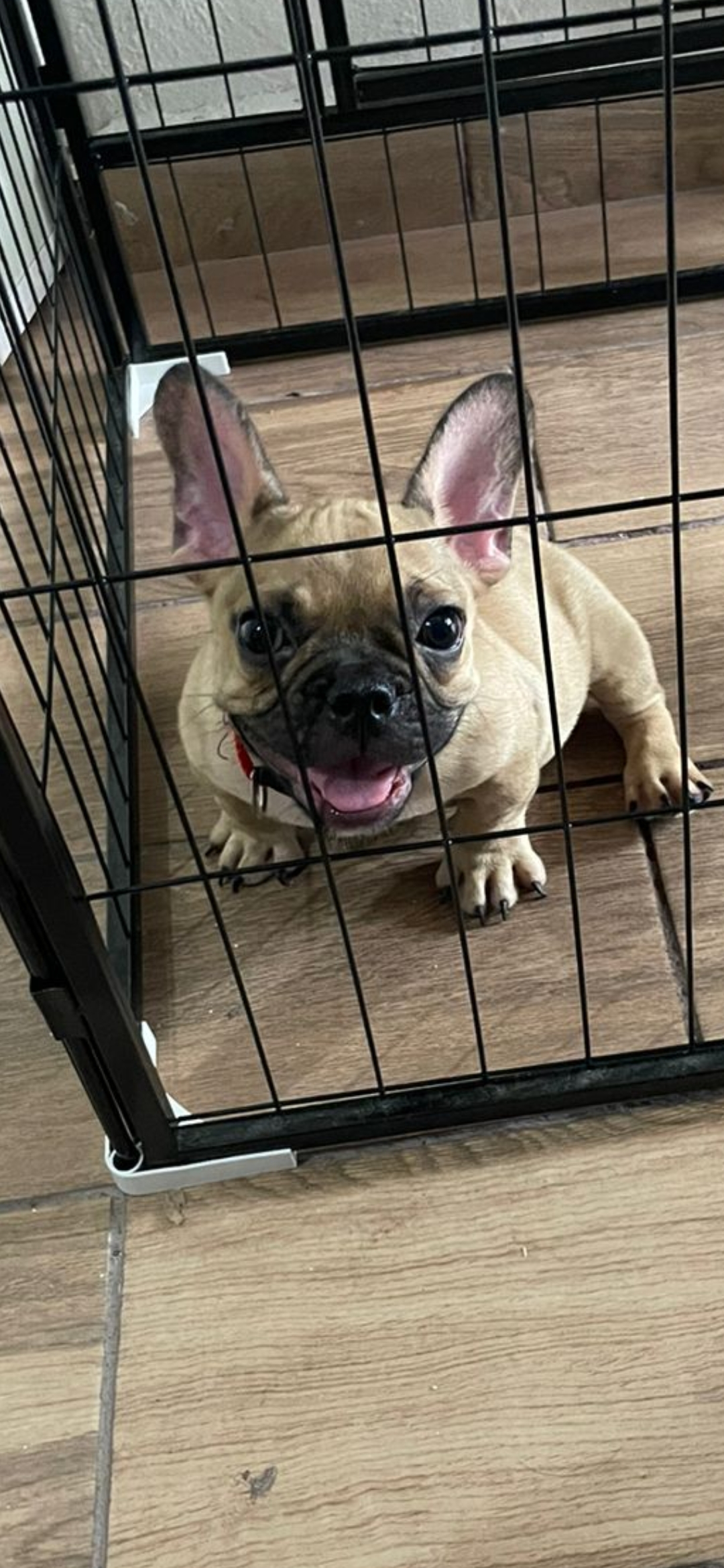 Foto de Gucci con microchip 990000012841056