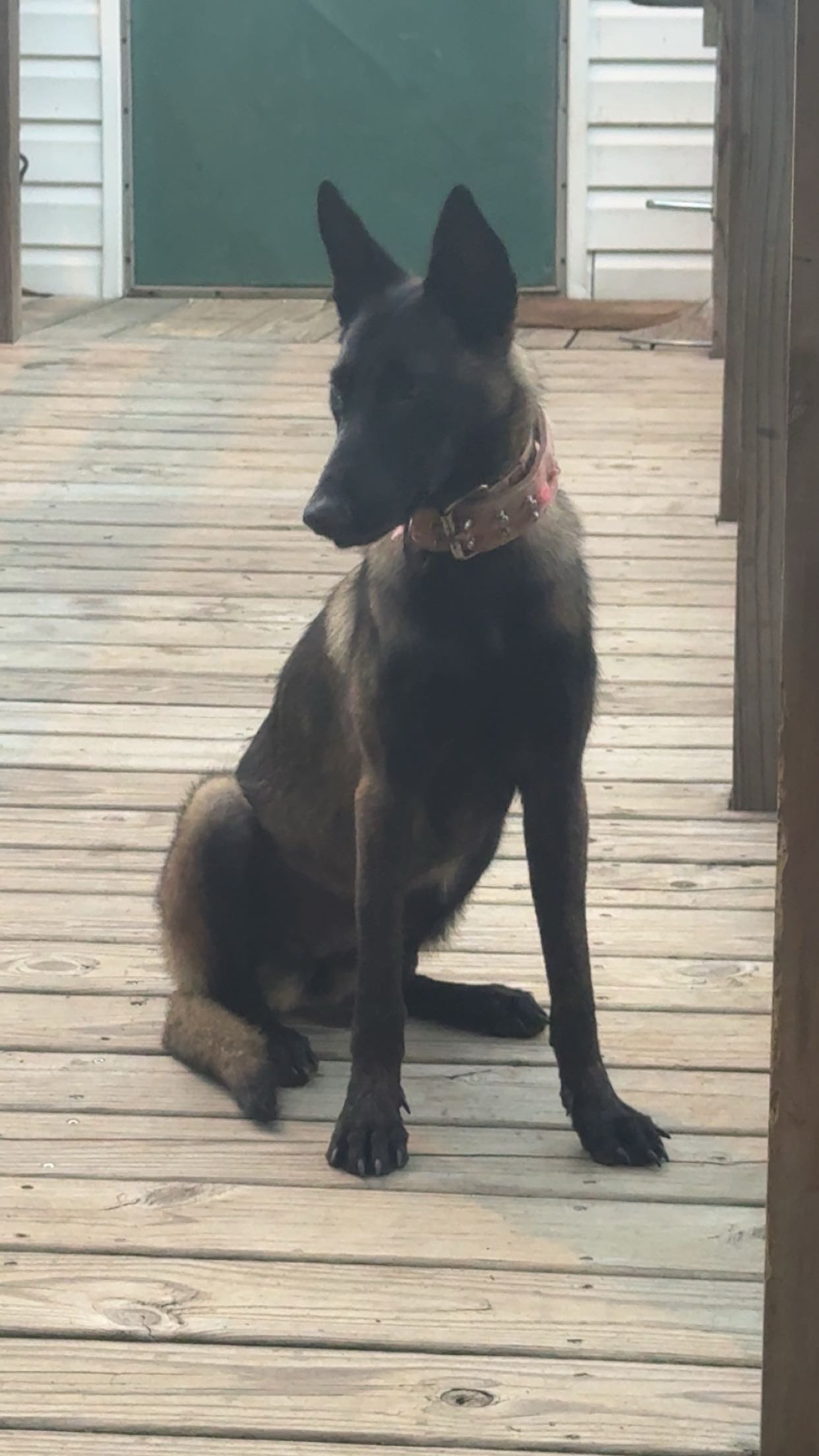 Foto de Yara con microchip 990000012837393
