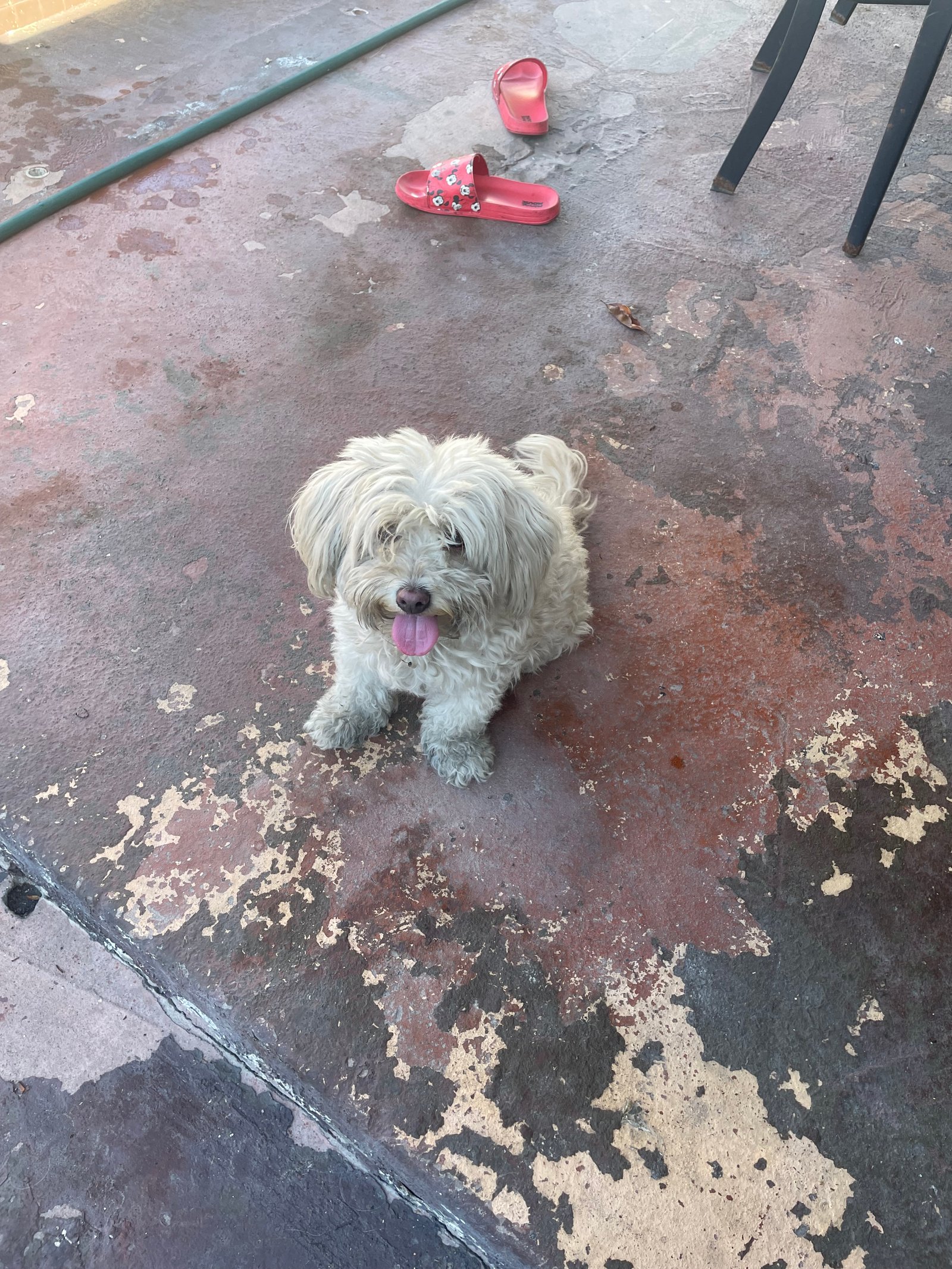 Foto de Lady con microchip 990000012848980