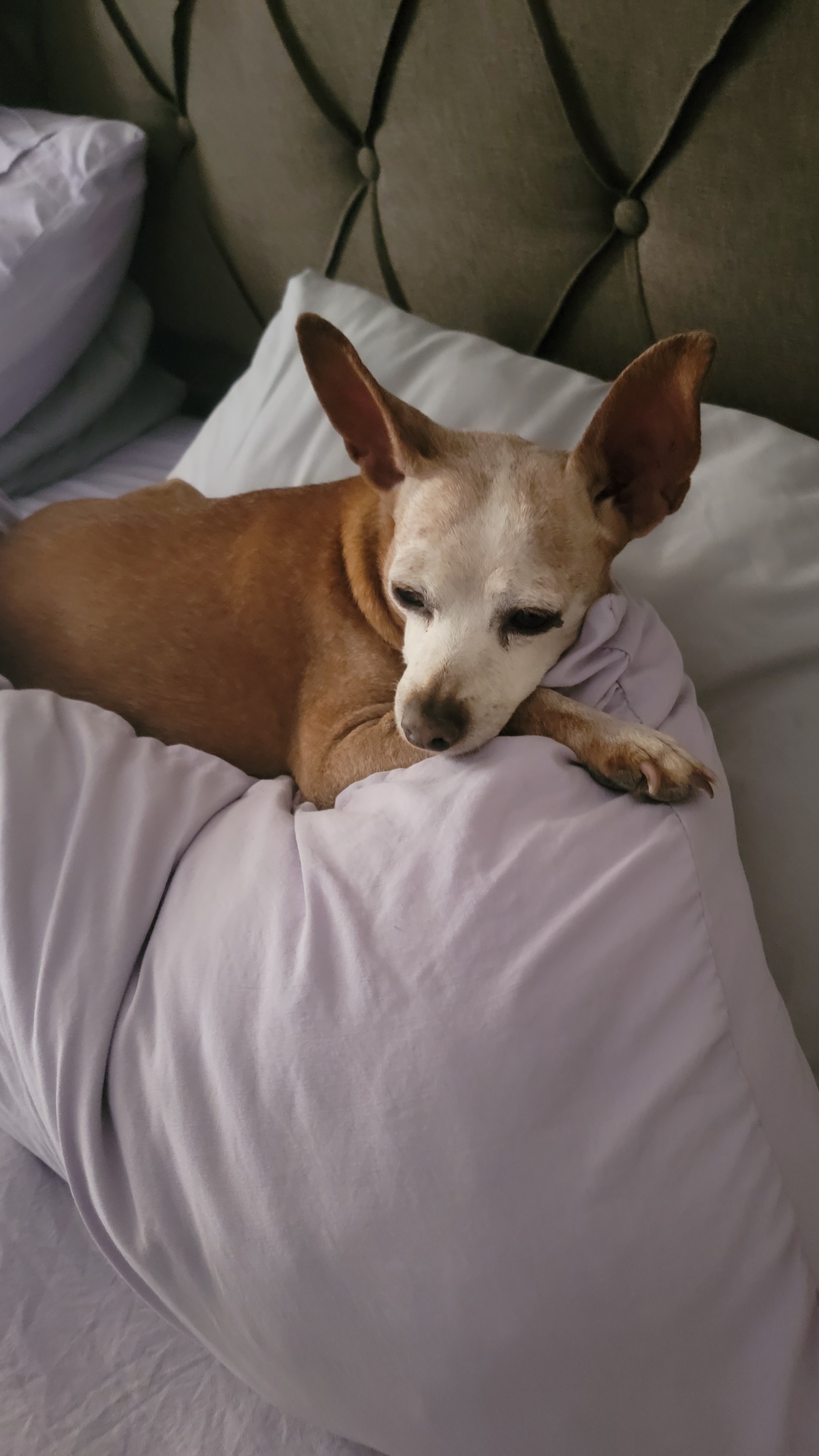 Foto de Princess con microchip 990000012849717